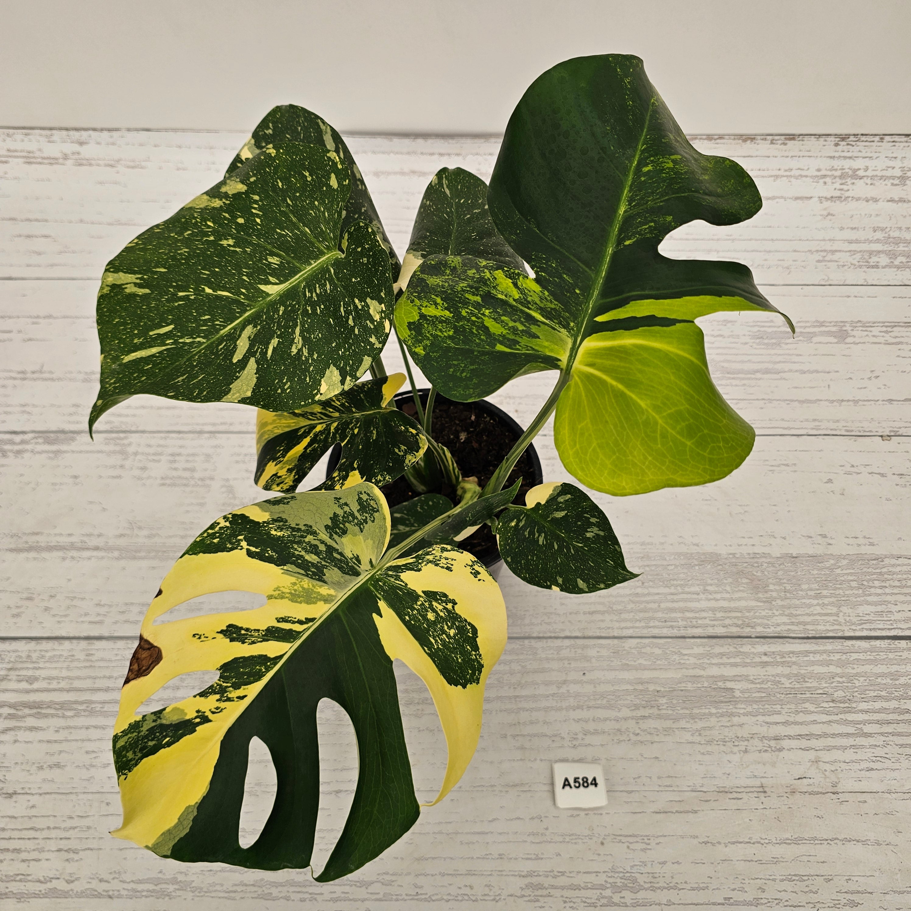 Monstera deliciosa Variegata