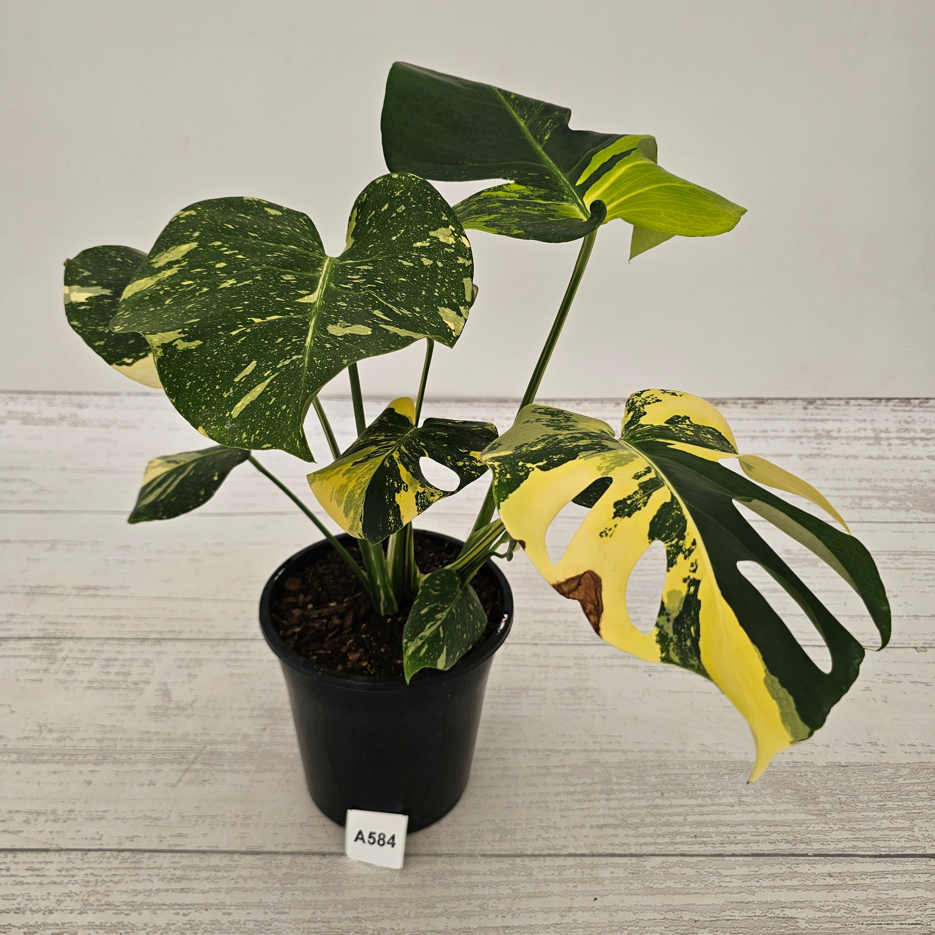 Monstera deliciosa Variegata
