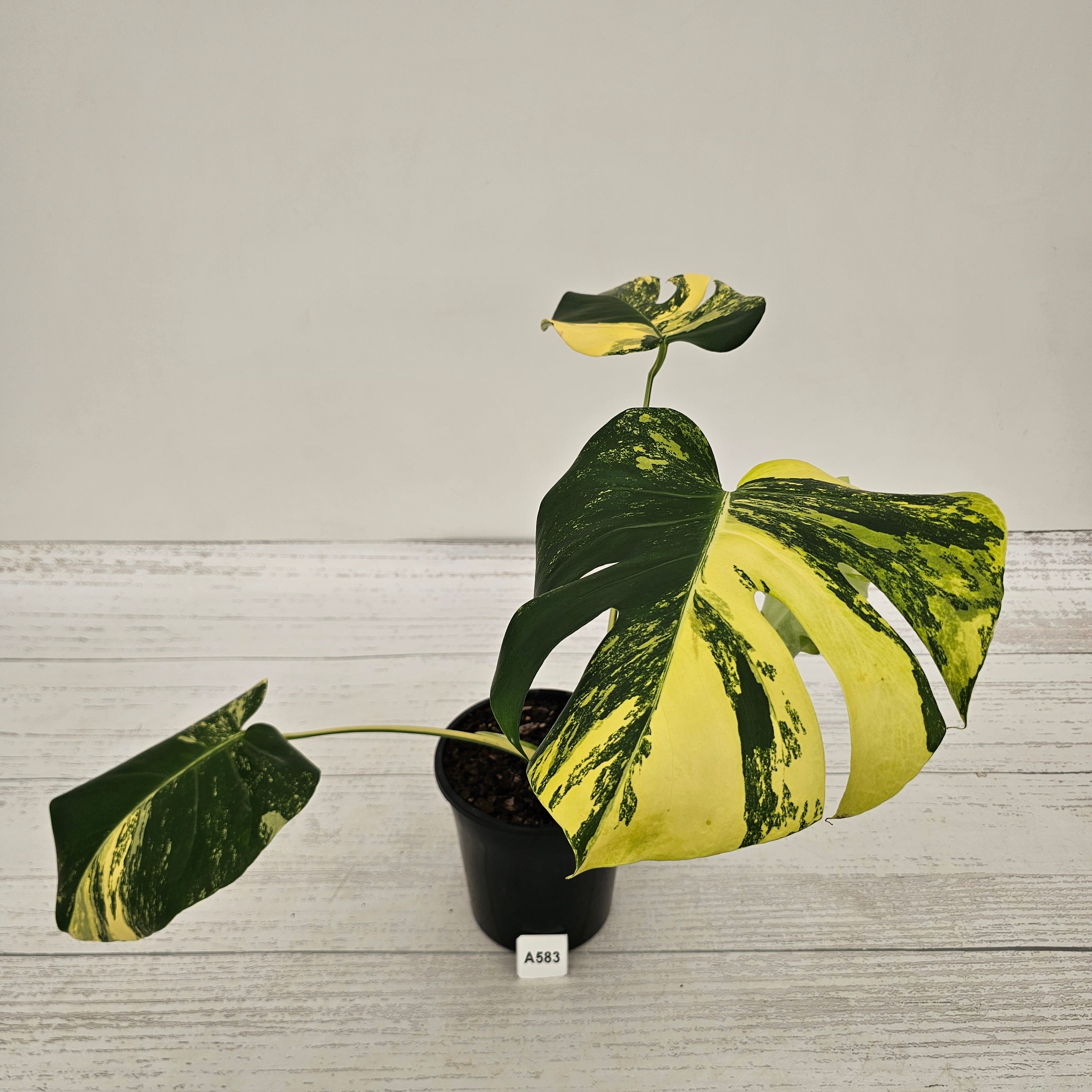 Monstera deliciosa Variegata