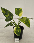 Philodendron Green Congo Variegata 'Congo Nuclear' 125mm