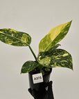 Philodendron Green Congo Variegata 'Congo Nuclear' 125mm