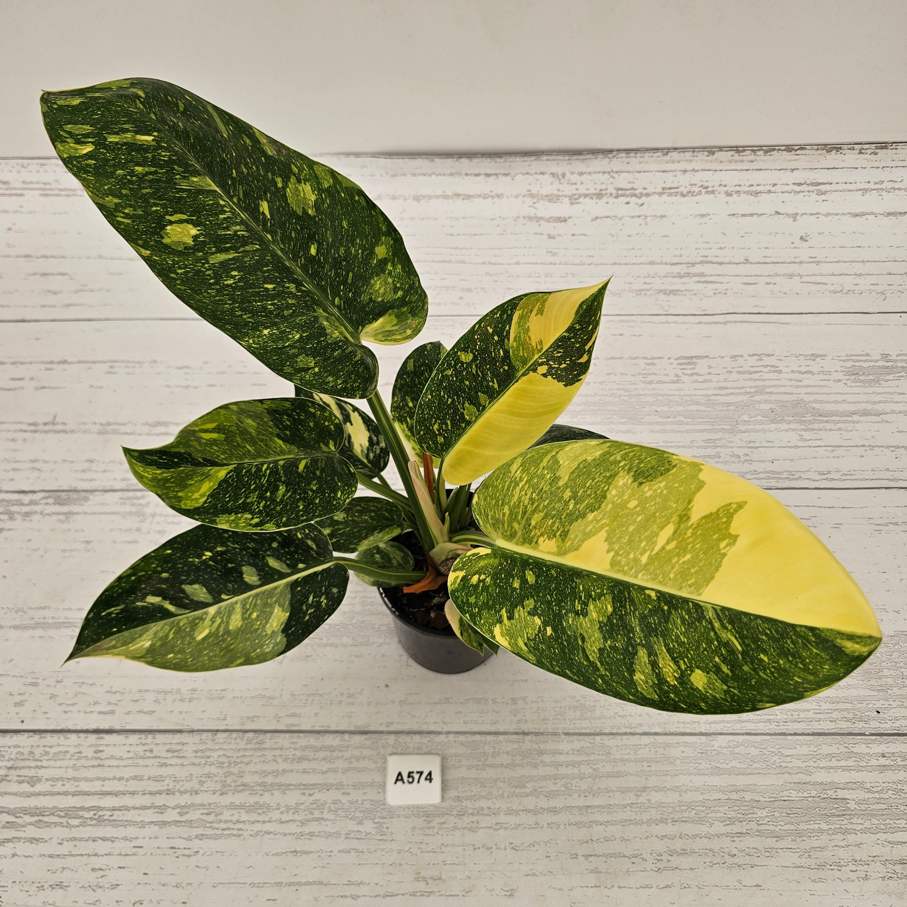 Philodendron Green Congo Variegata 'Congo Nuclear' 125mm