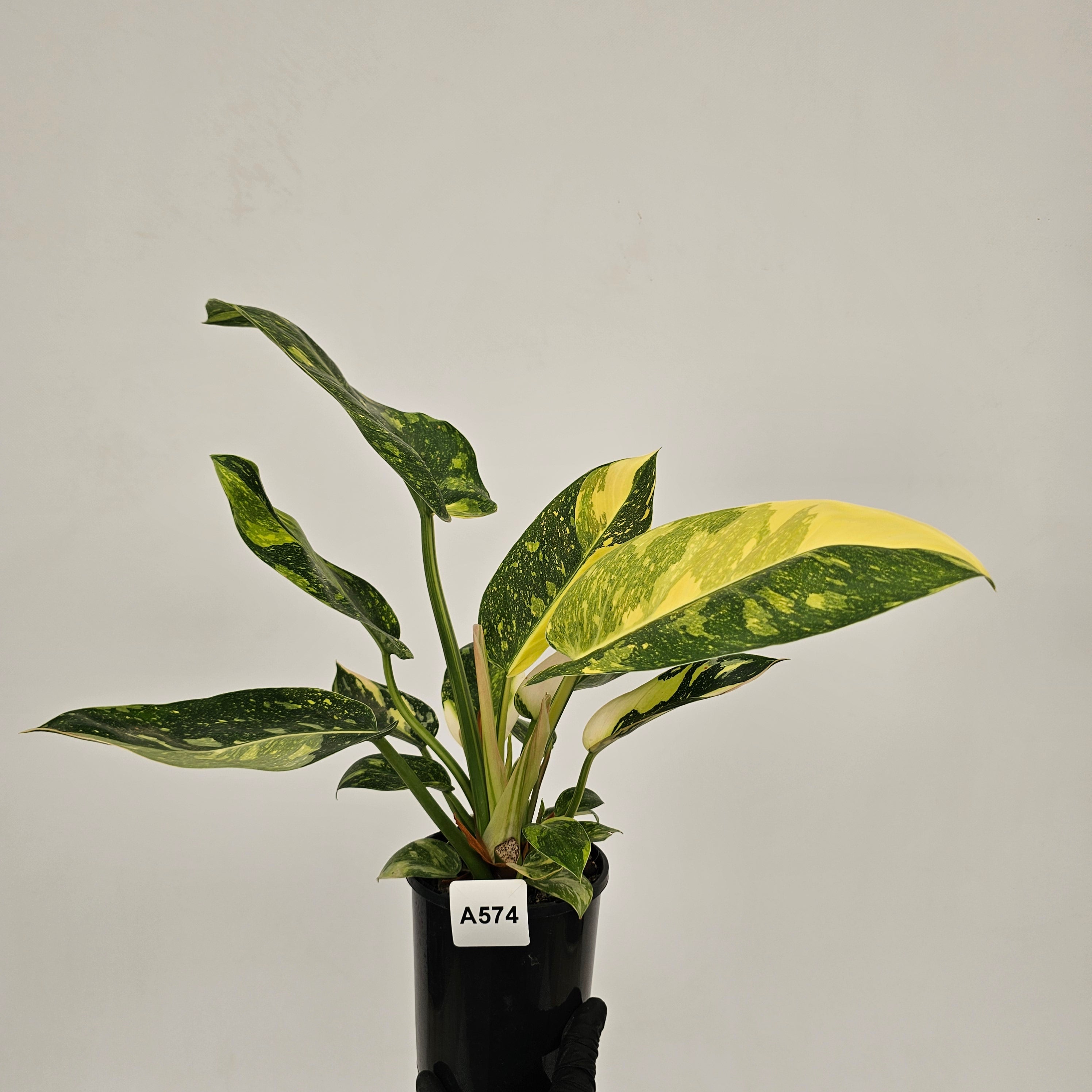 Philodendron Green Congo Variegata 'Congo Nuclear' 125mm