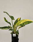 Philodendron Green Congo Variegata 'Congo Nuclear' 125mm