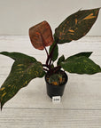 Philodendron 'Orange Princess'