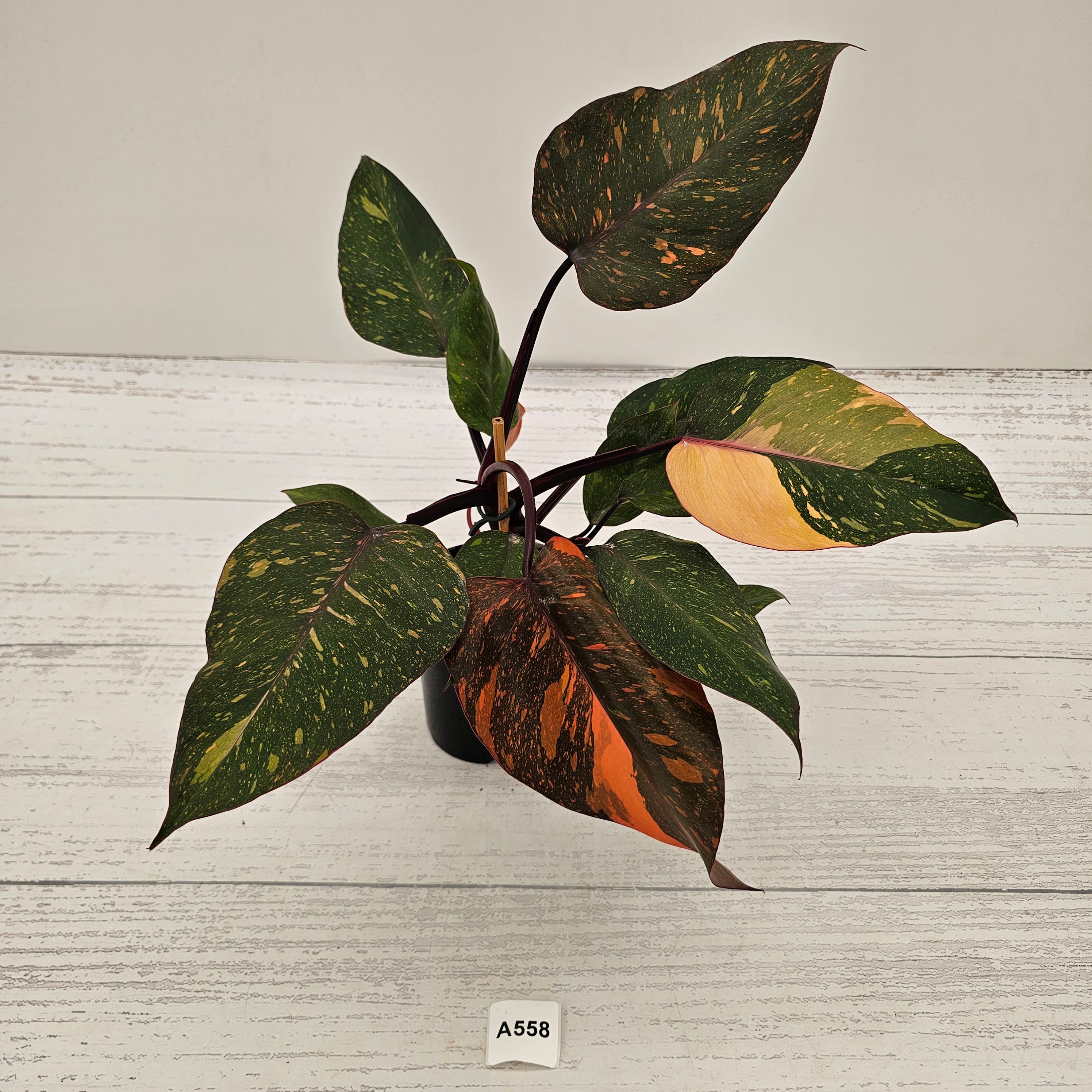 Philodendron 'Orange Princess'