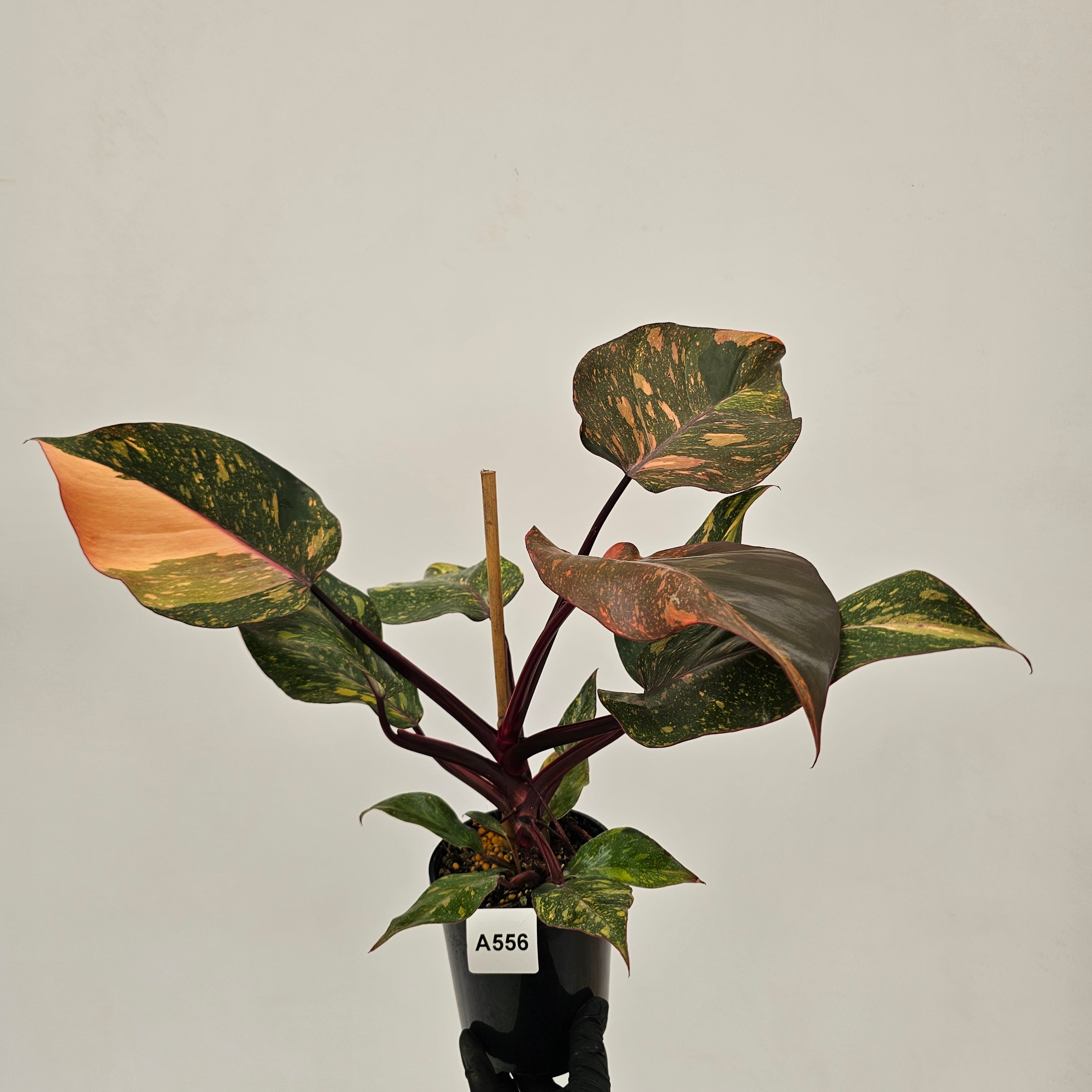 Philodendron 'Orange Princess'