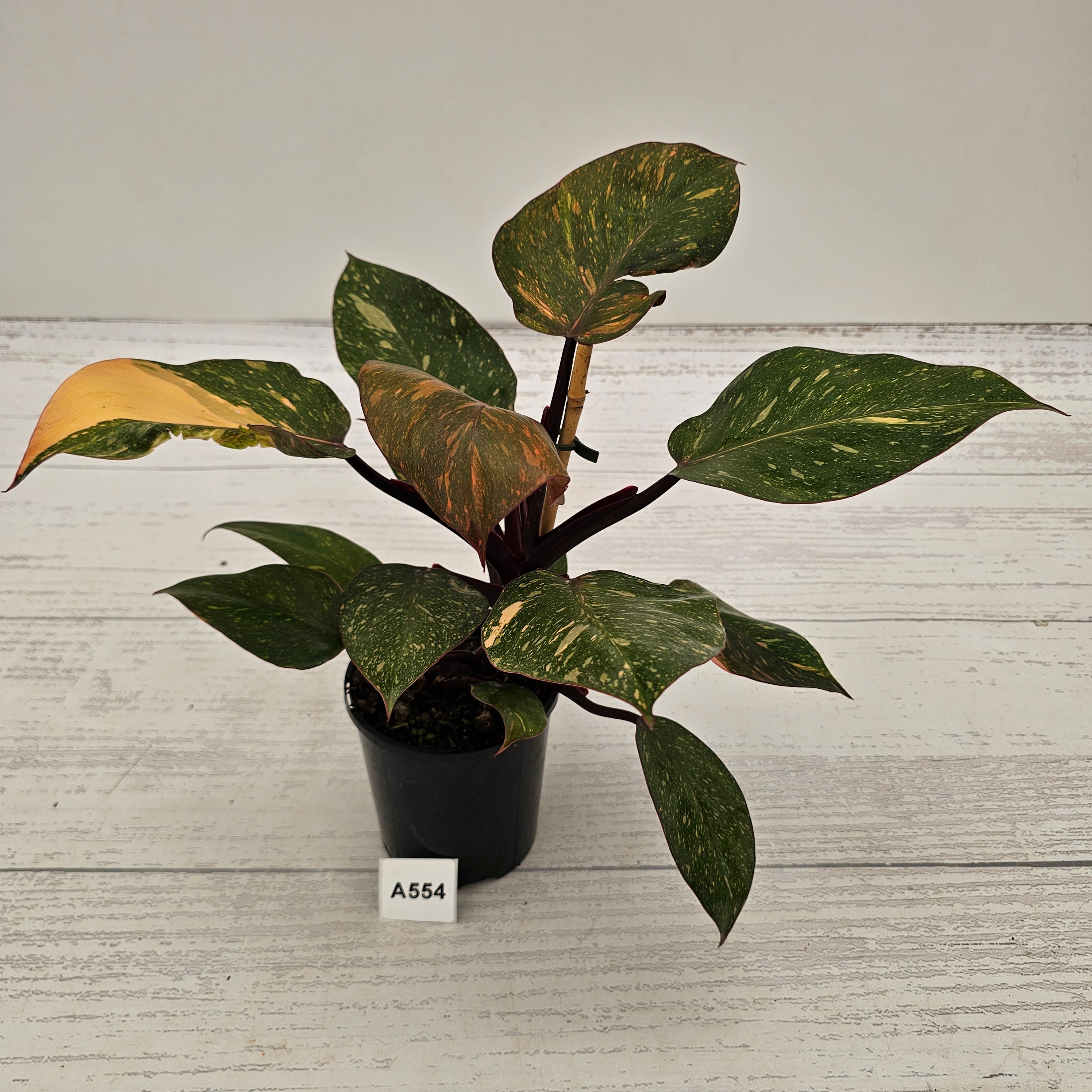 Philodendron 'Orange Princess'