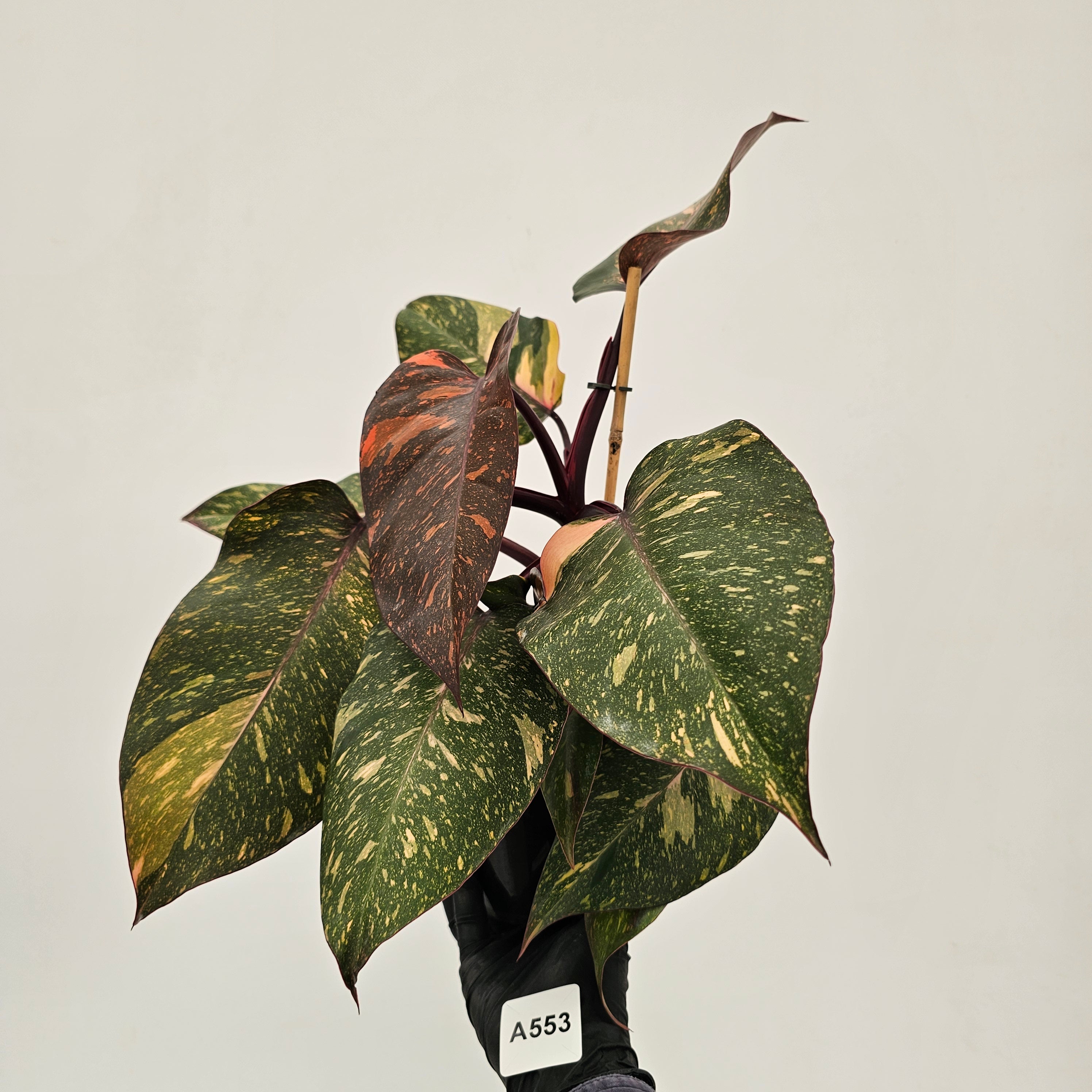 Philodendron 'Orange Princess'