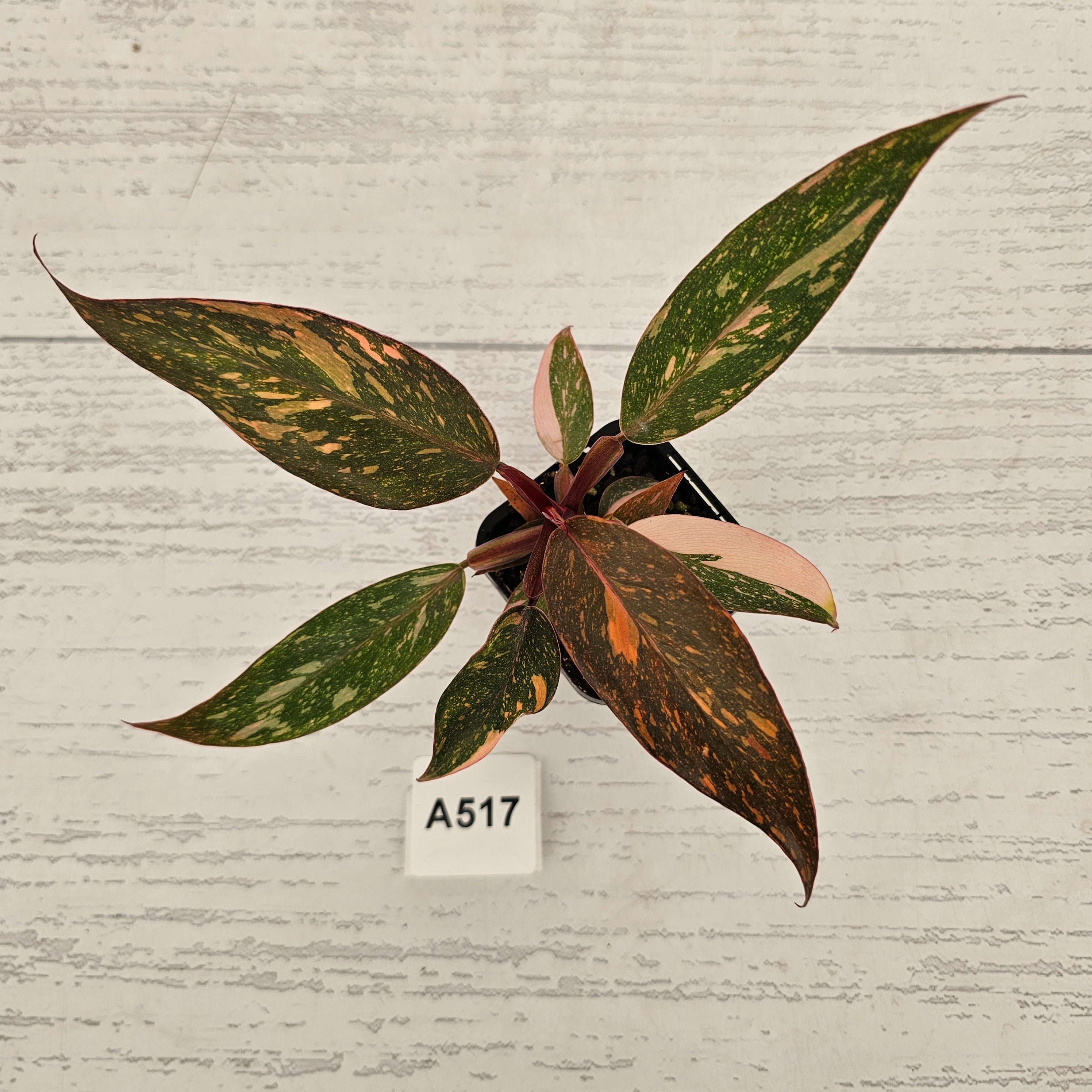 Philodendron 'Orange Princess'