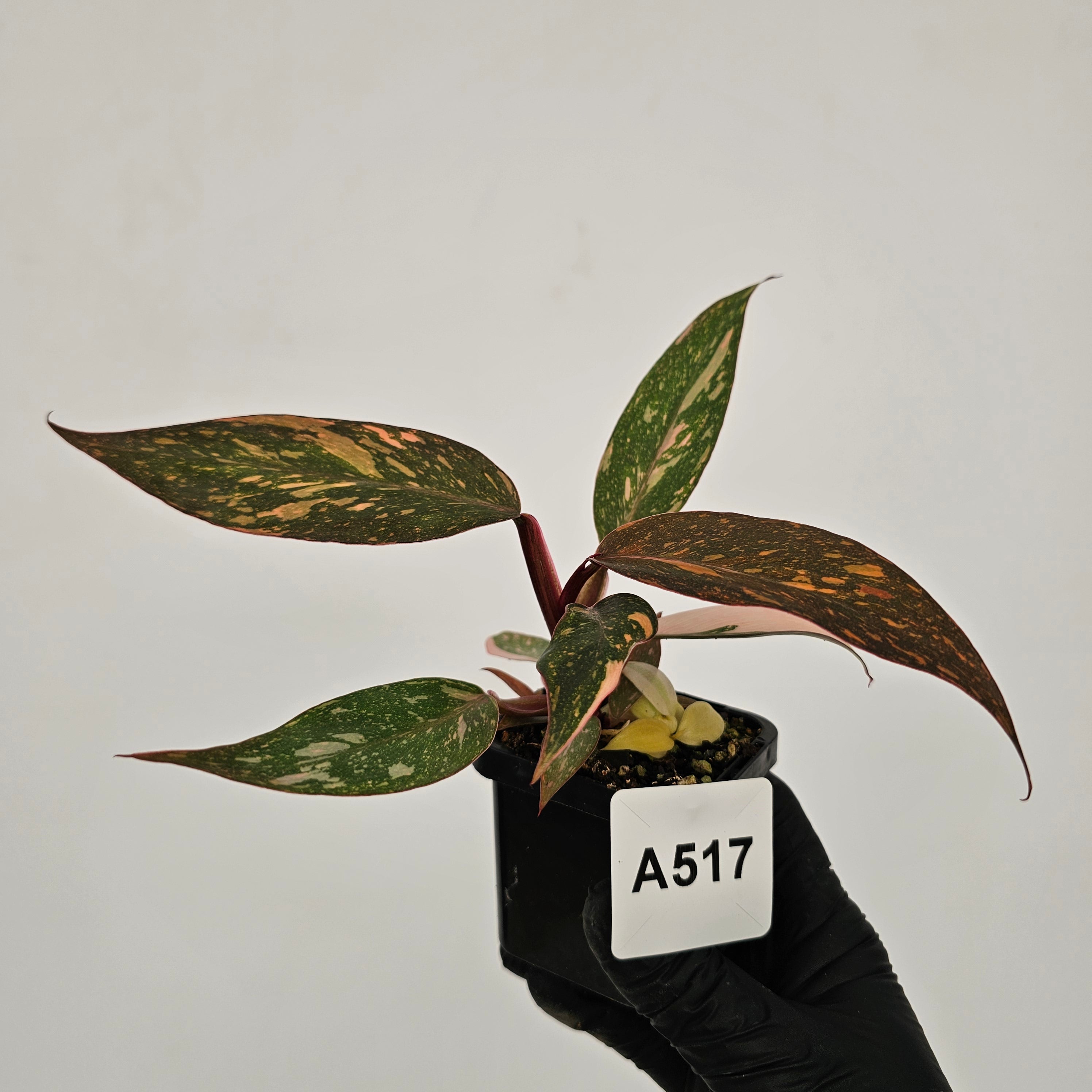 Philodendron 'Orange Princess'