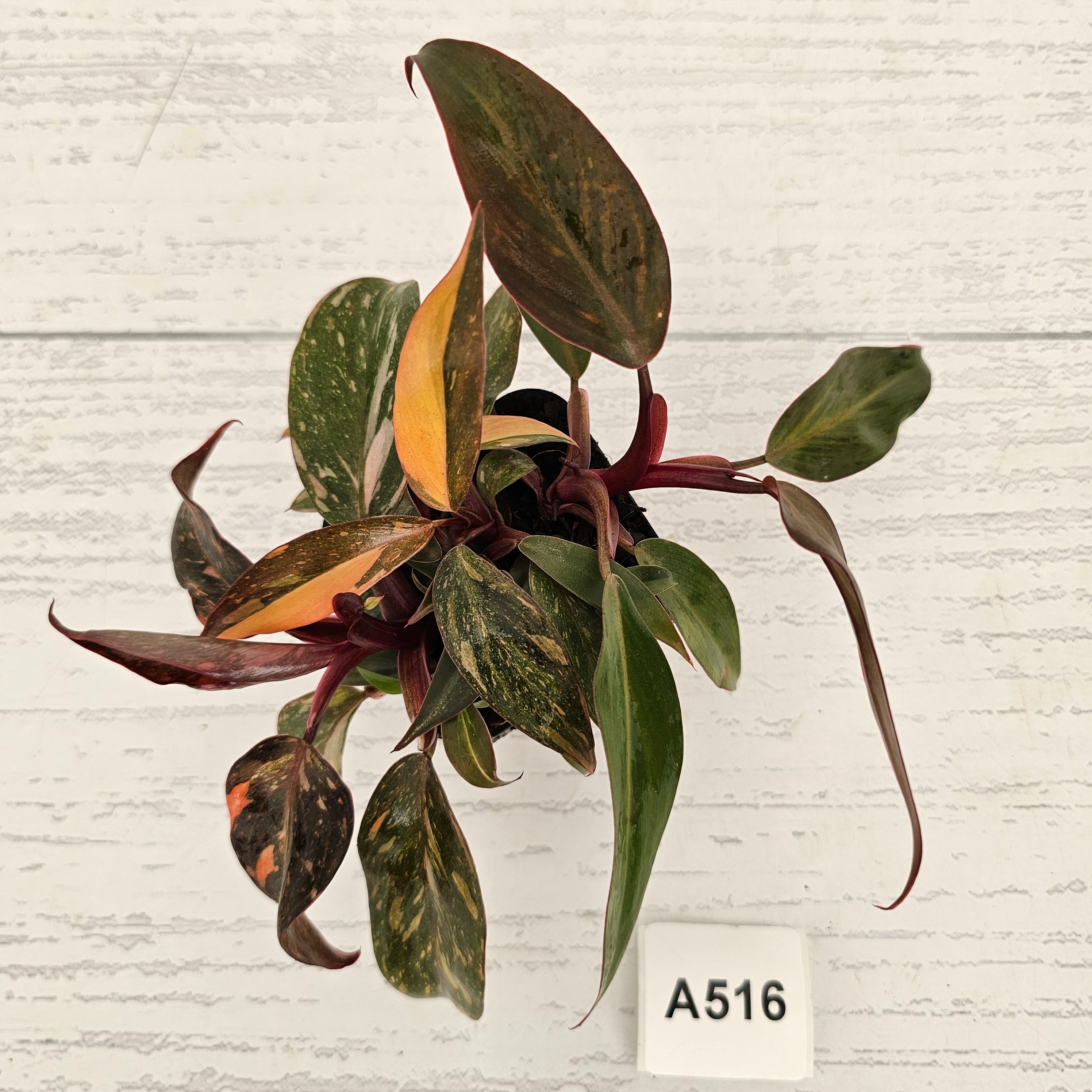 Philodendron 'Orange Princess'