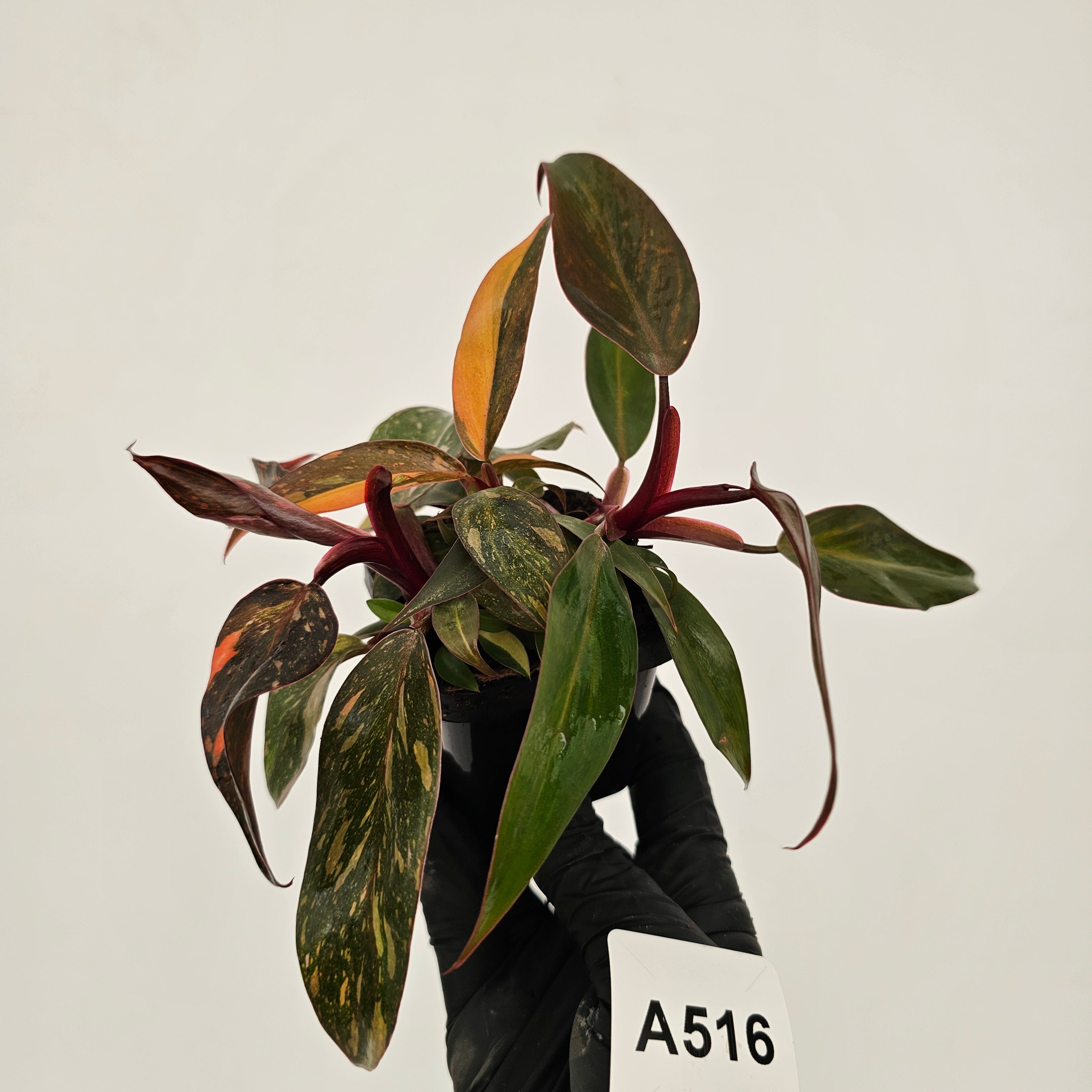 Philodendron 'Orange Princess'