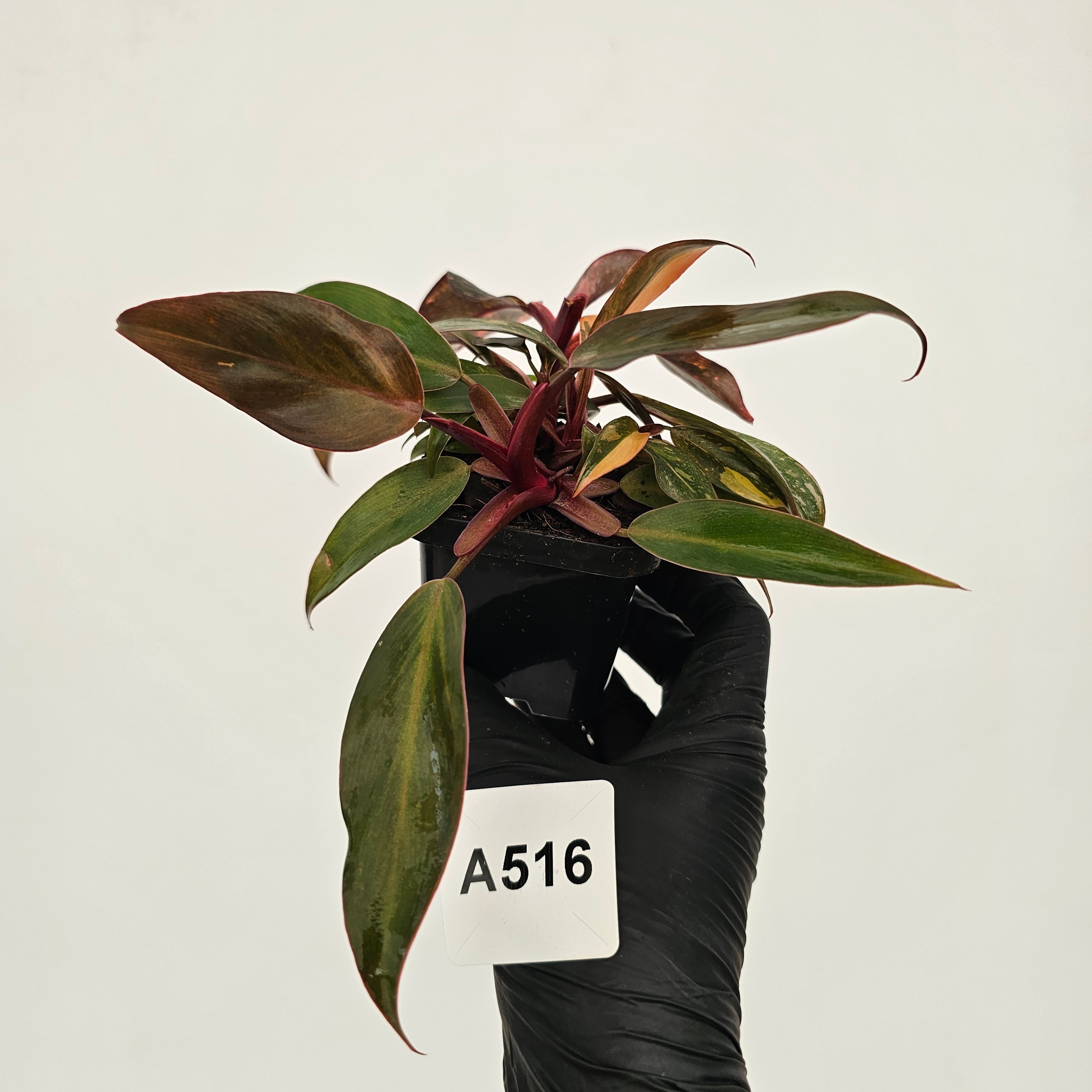 Philodendron 'Orange Princess'