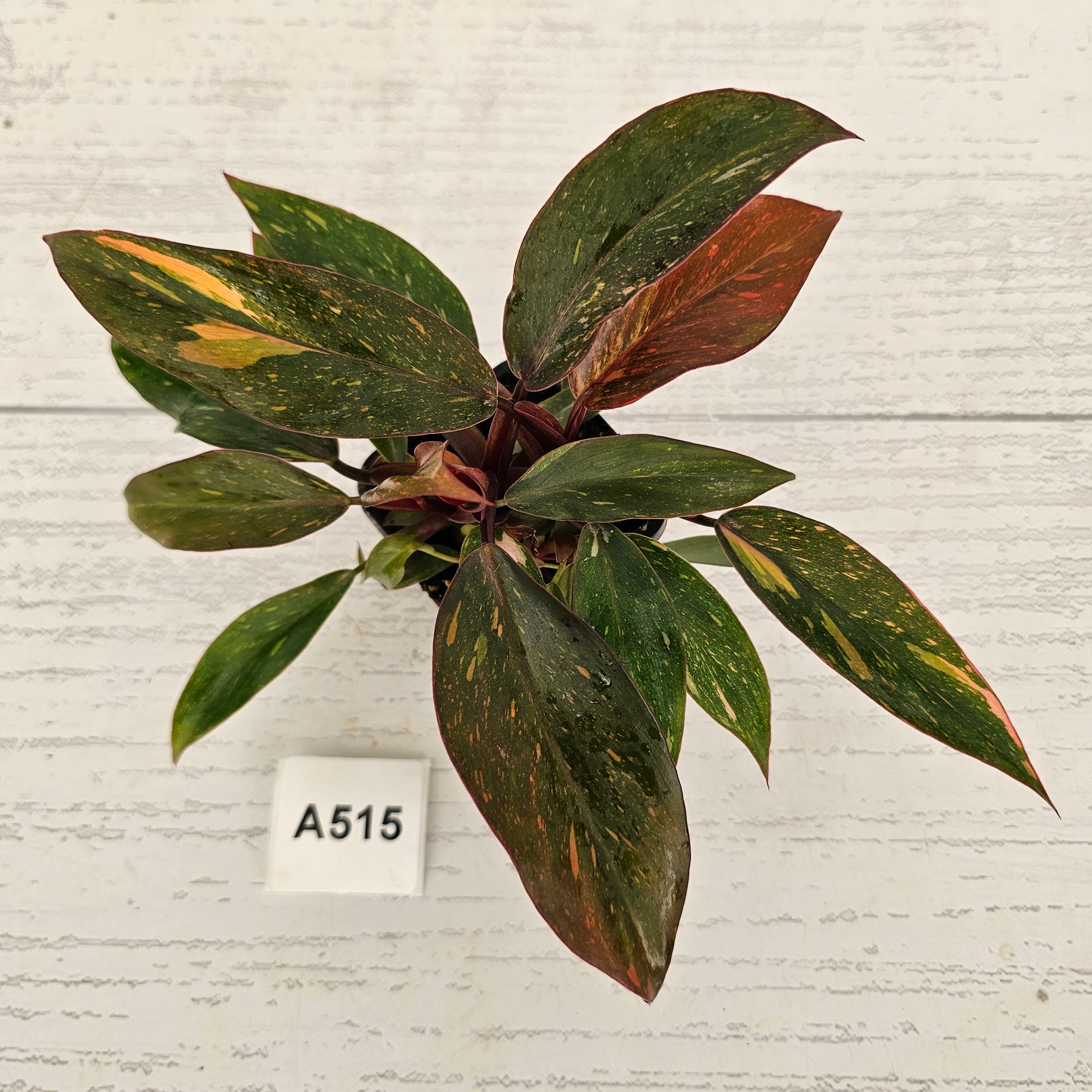 Philodendron 'Orange Princess'