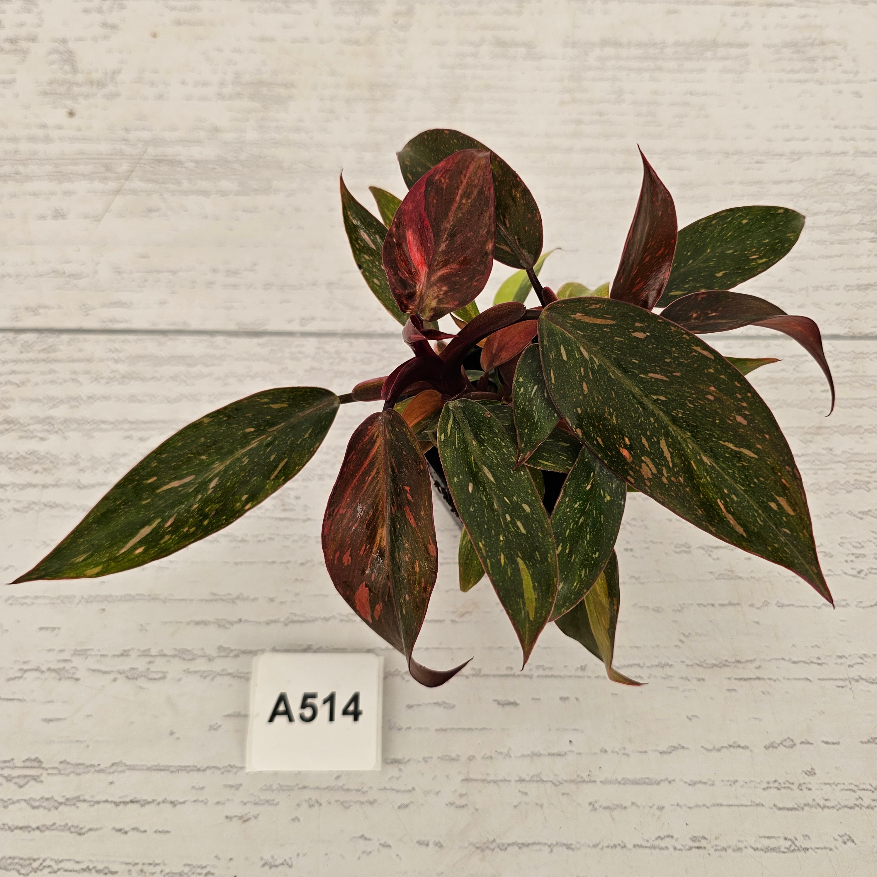 Philodendron 'Orange Princess'