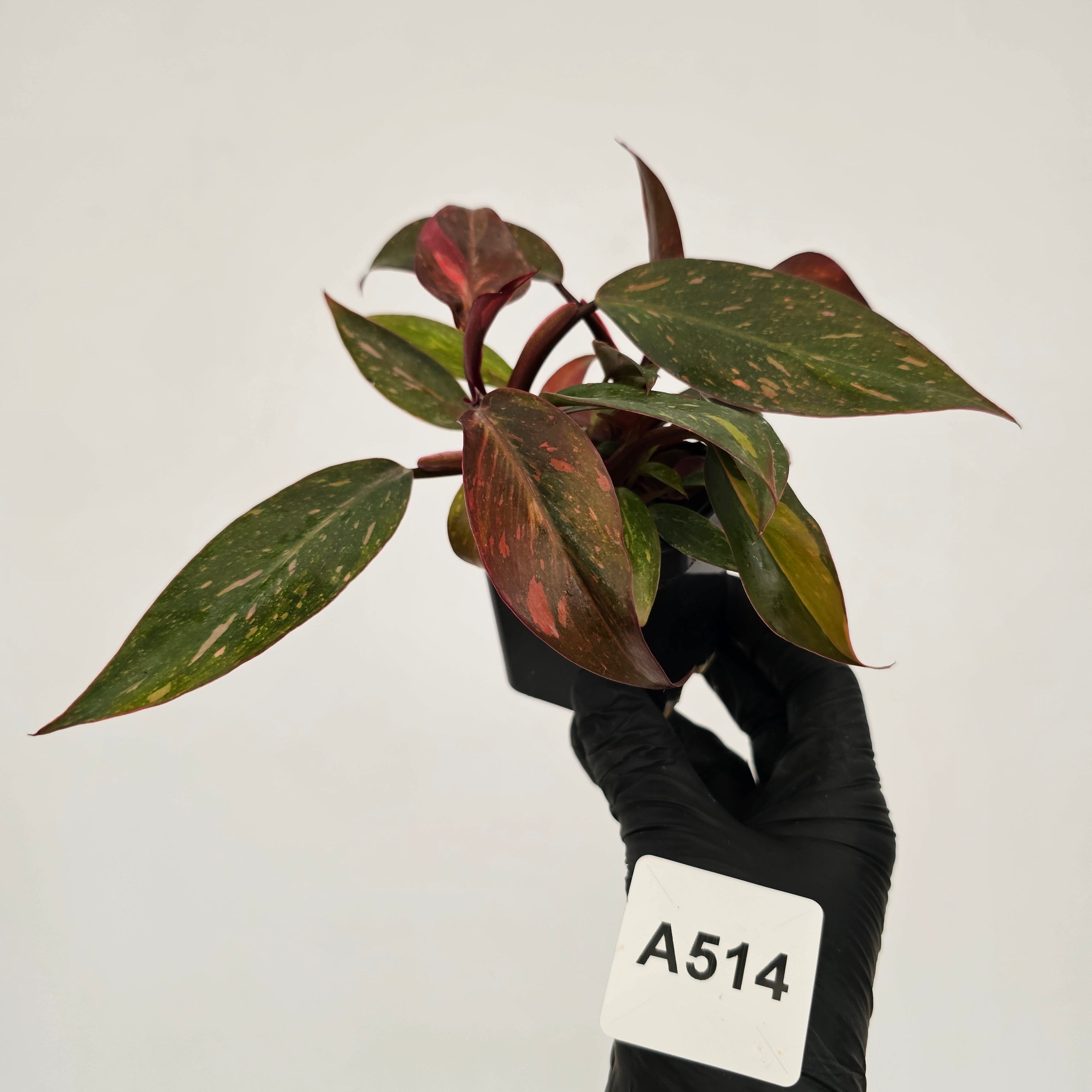 Philodendron 'Orange Princess'