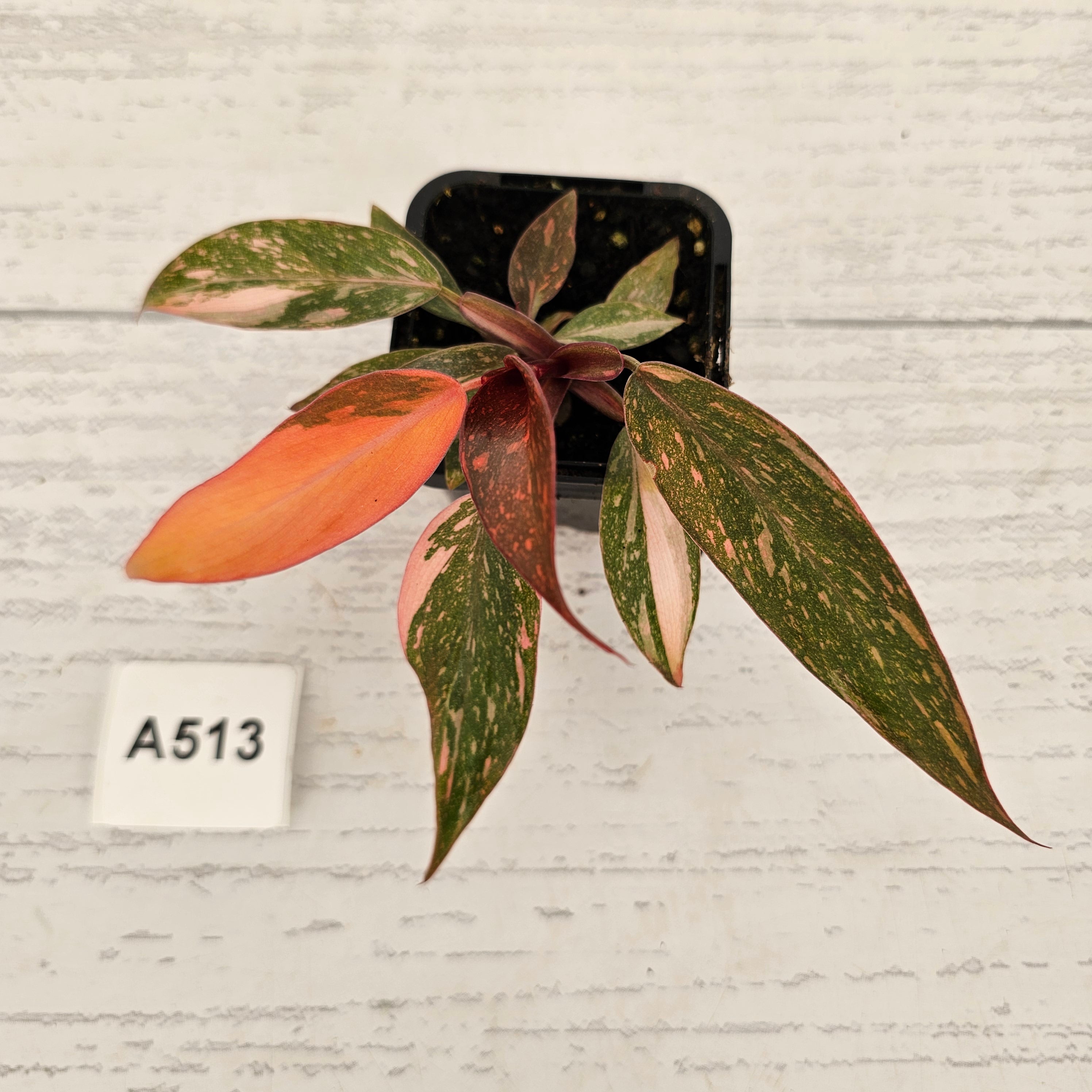 Philodendron 'Orange Princess'