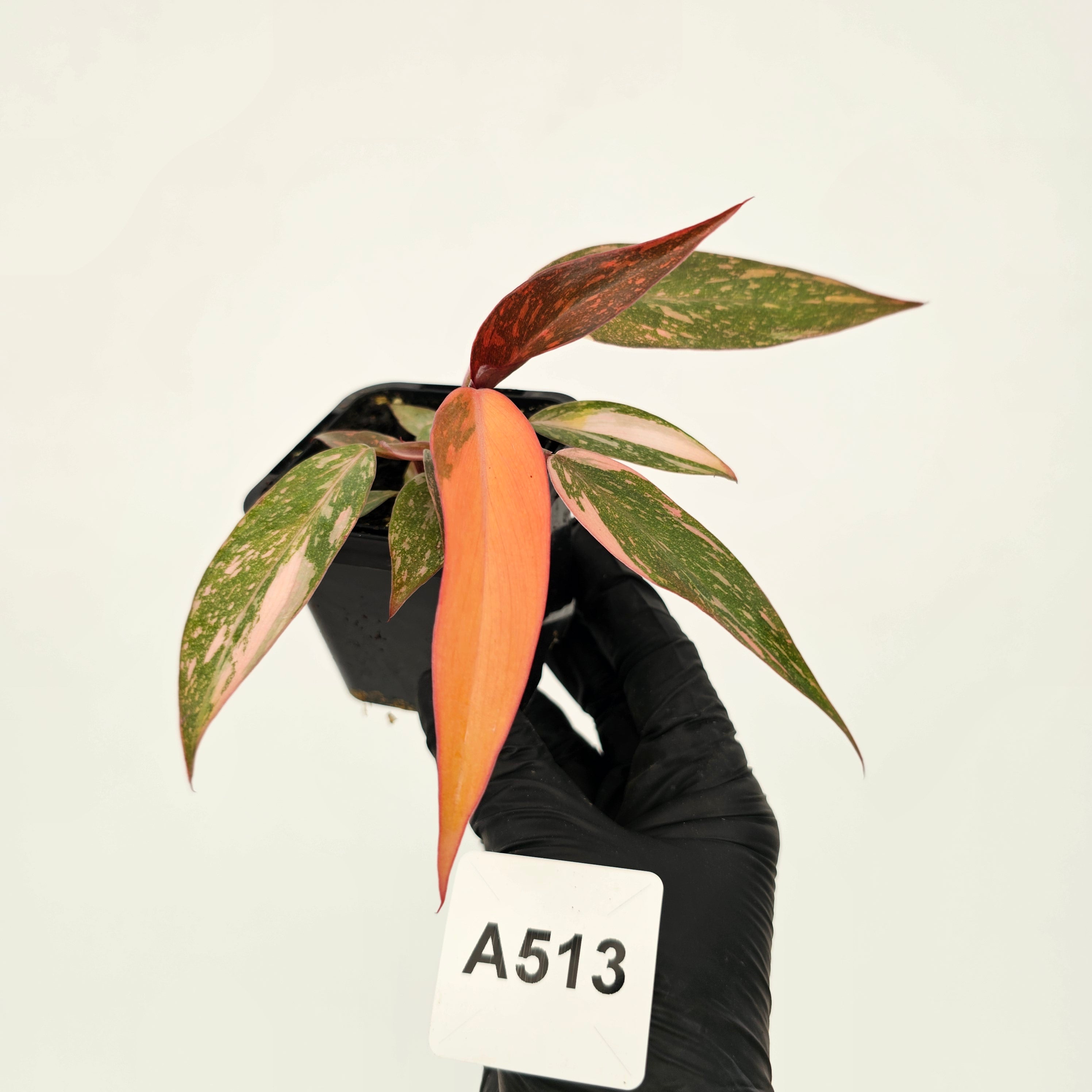 Philodendron 'Orange Princess'