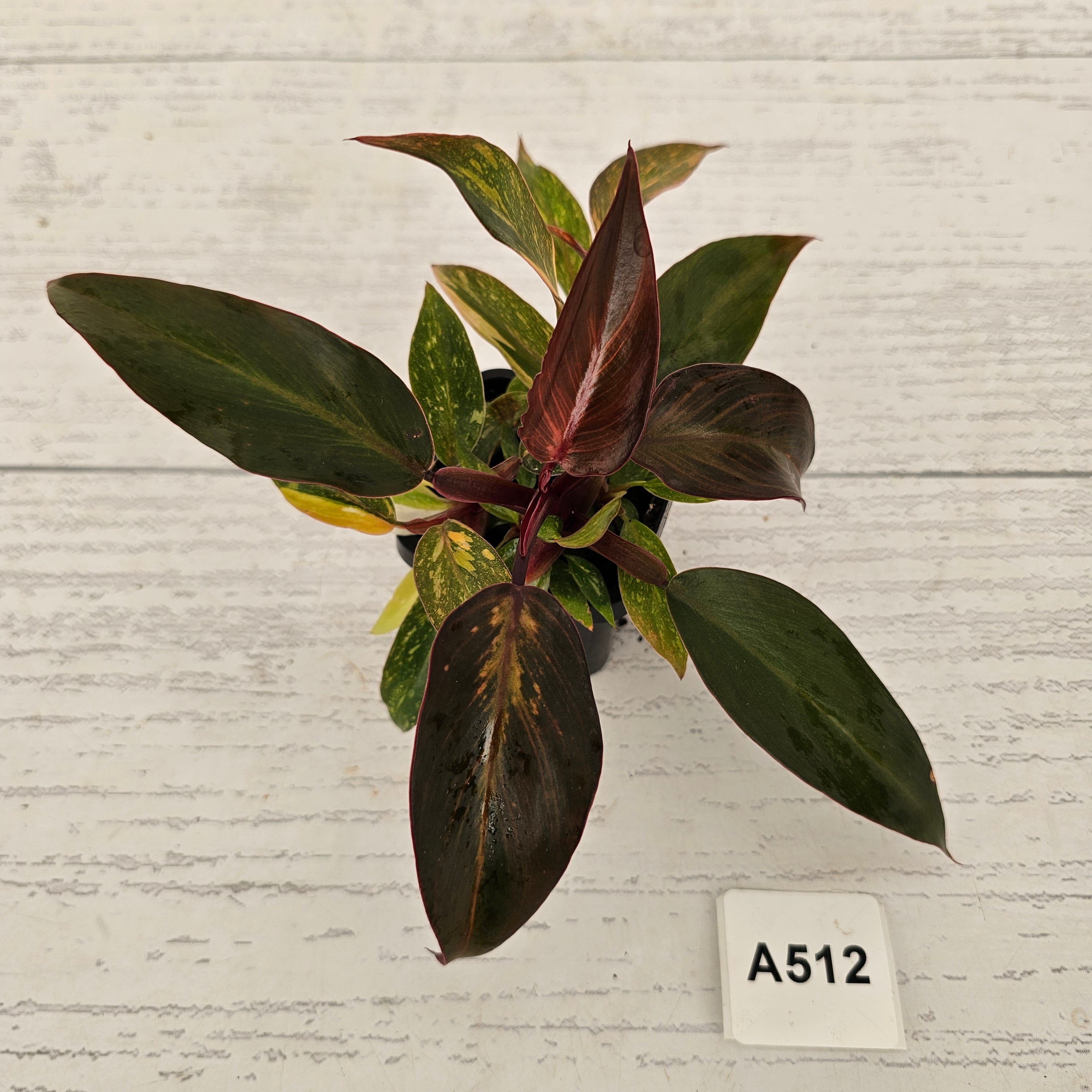 Philodendron 'Orange Princess'