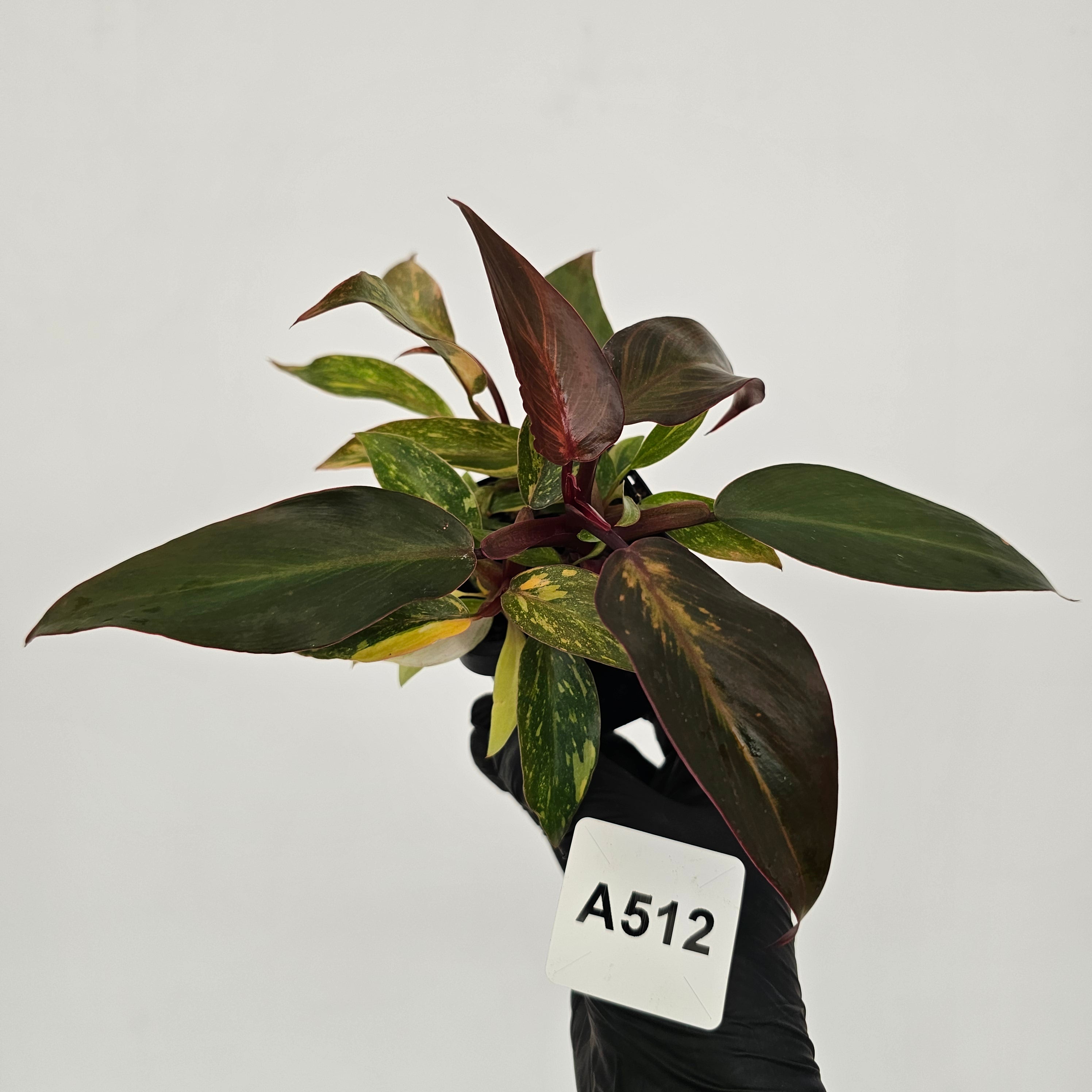 Philodendron 'Orange Princess'