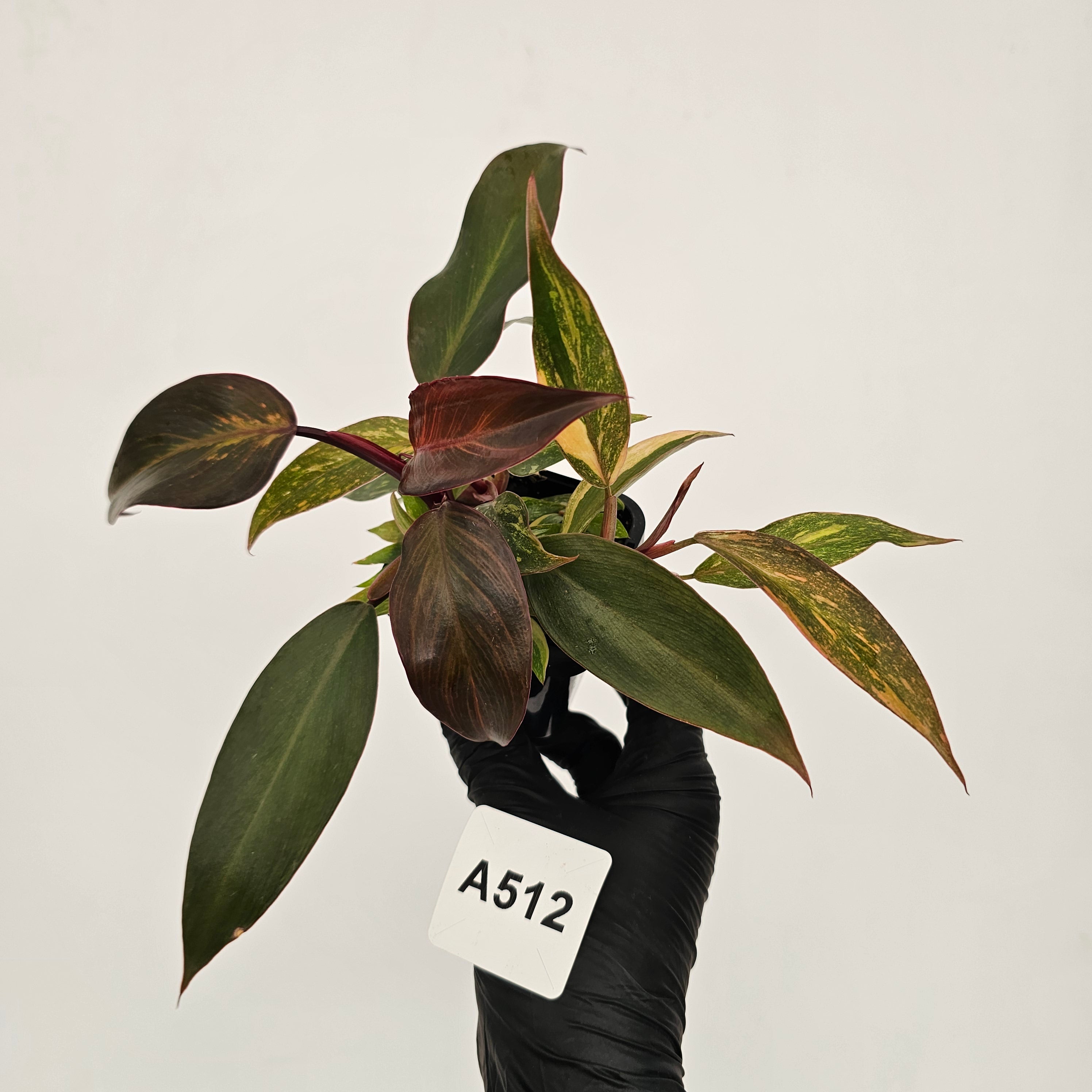 Philodendron 'Orange Princess'