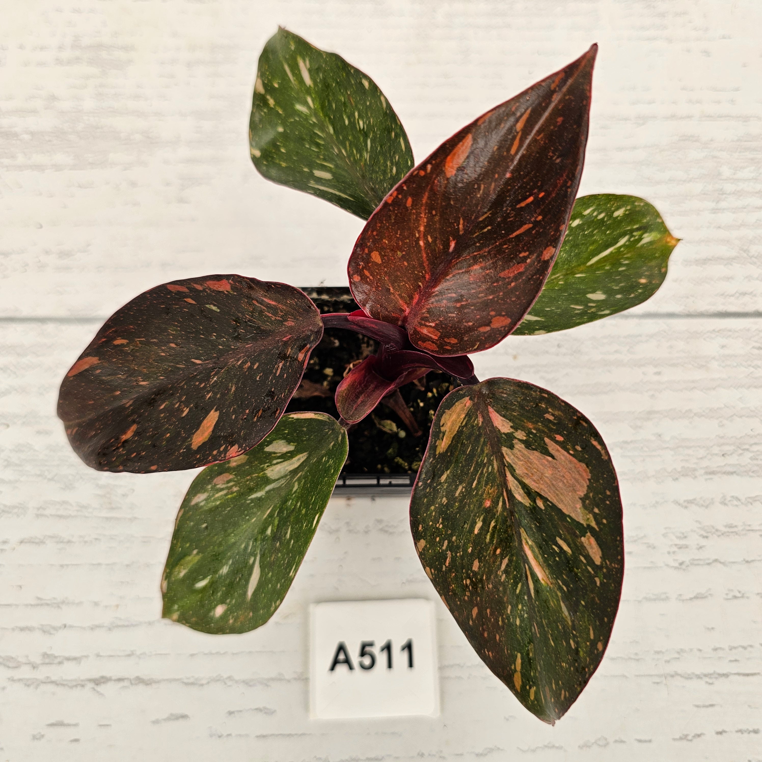 Philodendron 'Orange Princess'