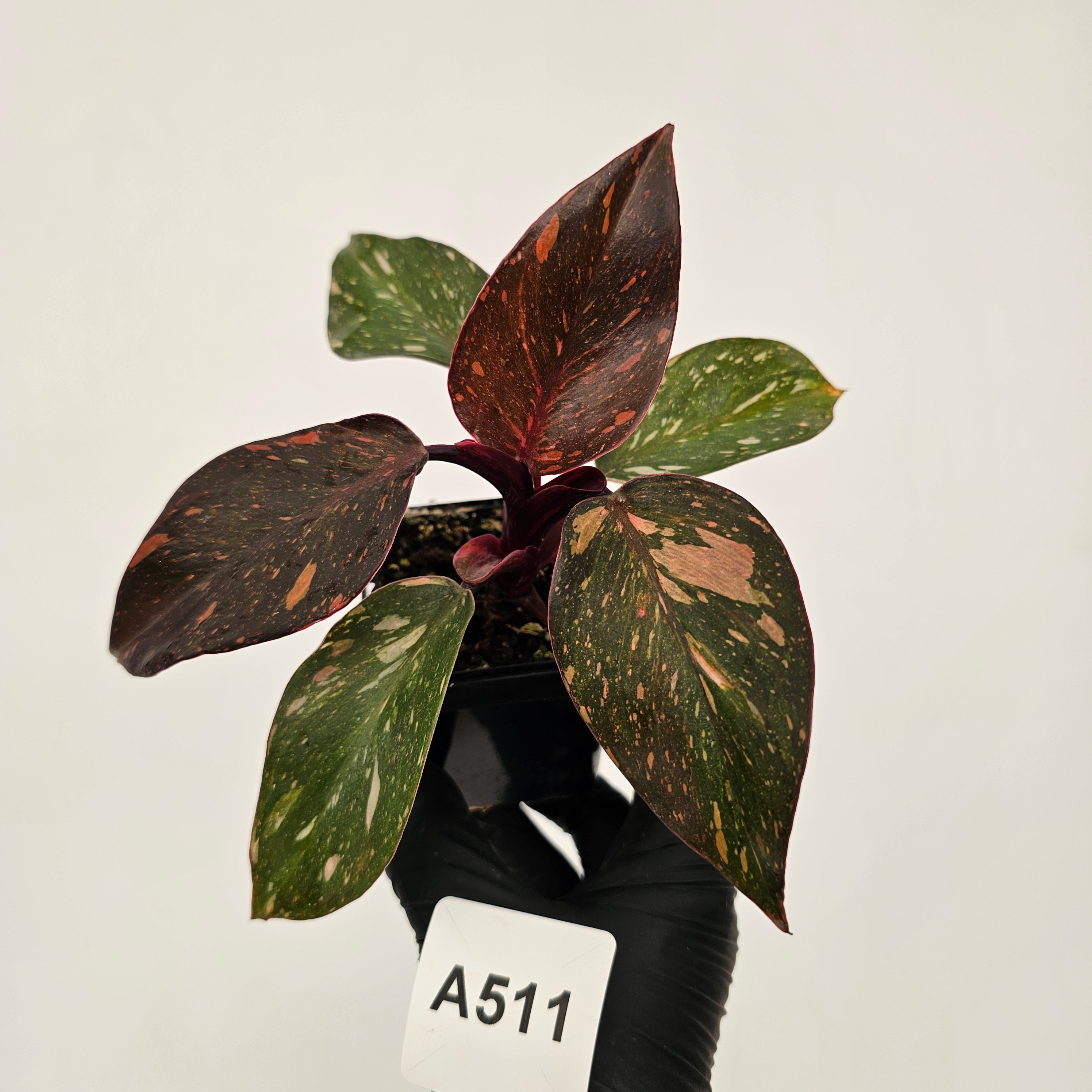 Philodendron 'Orange Princess'