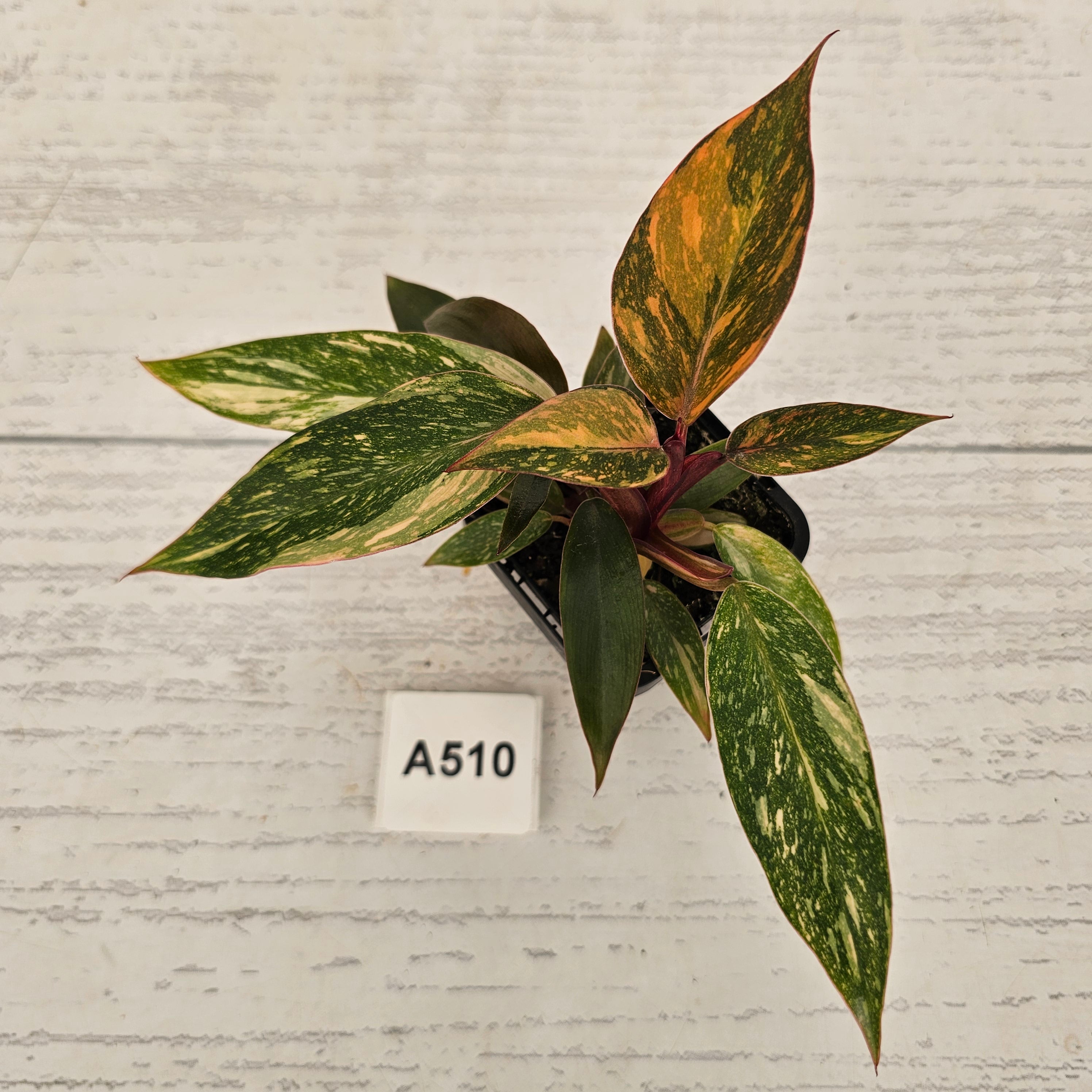 Philodendron 'Orange Princess'