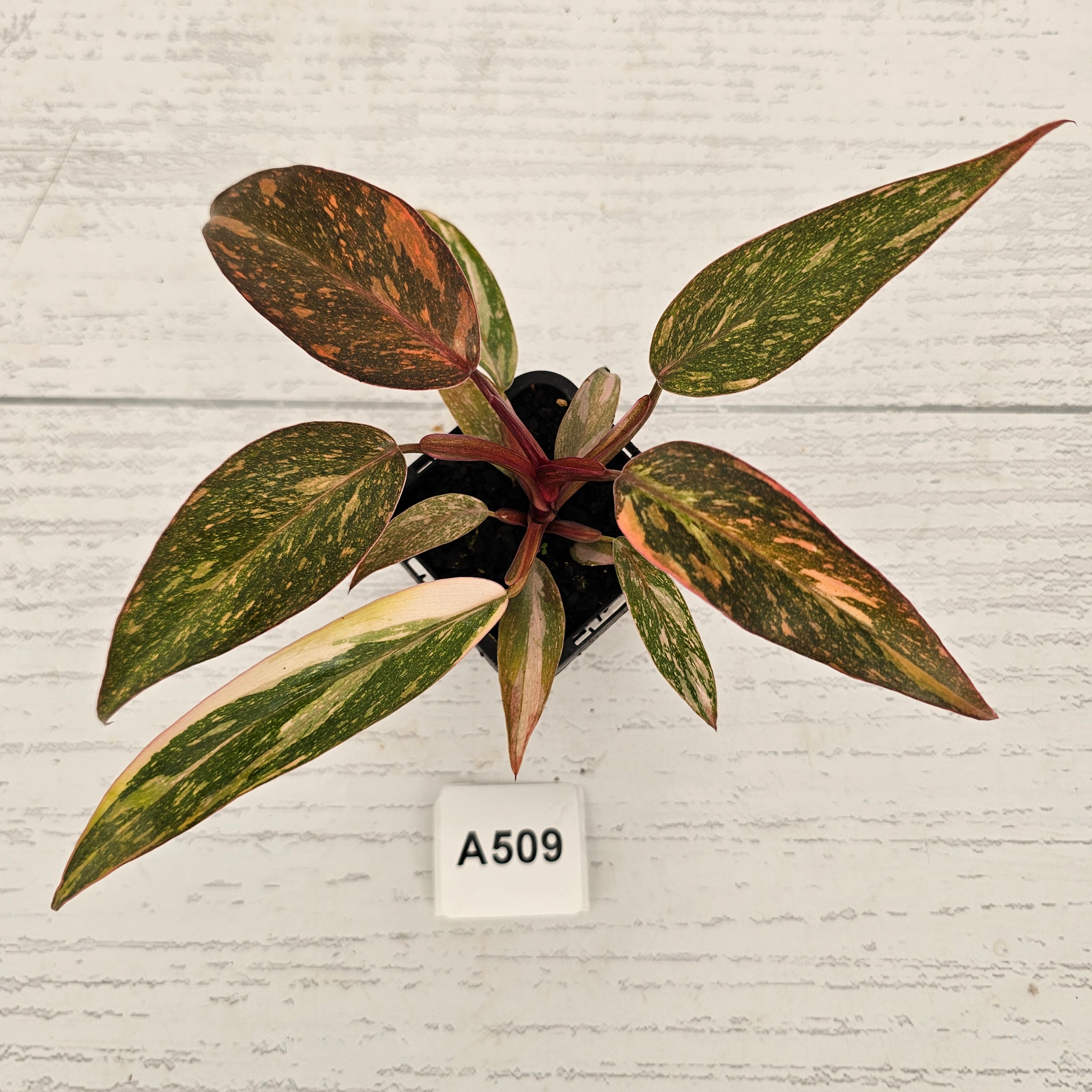 Philodendron 'Orange Princess'