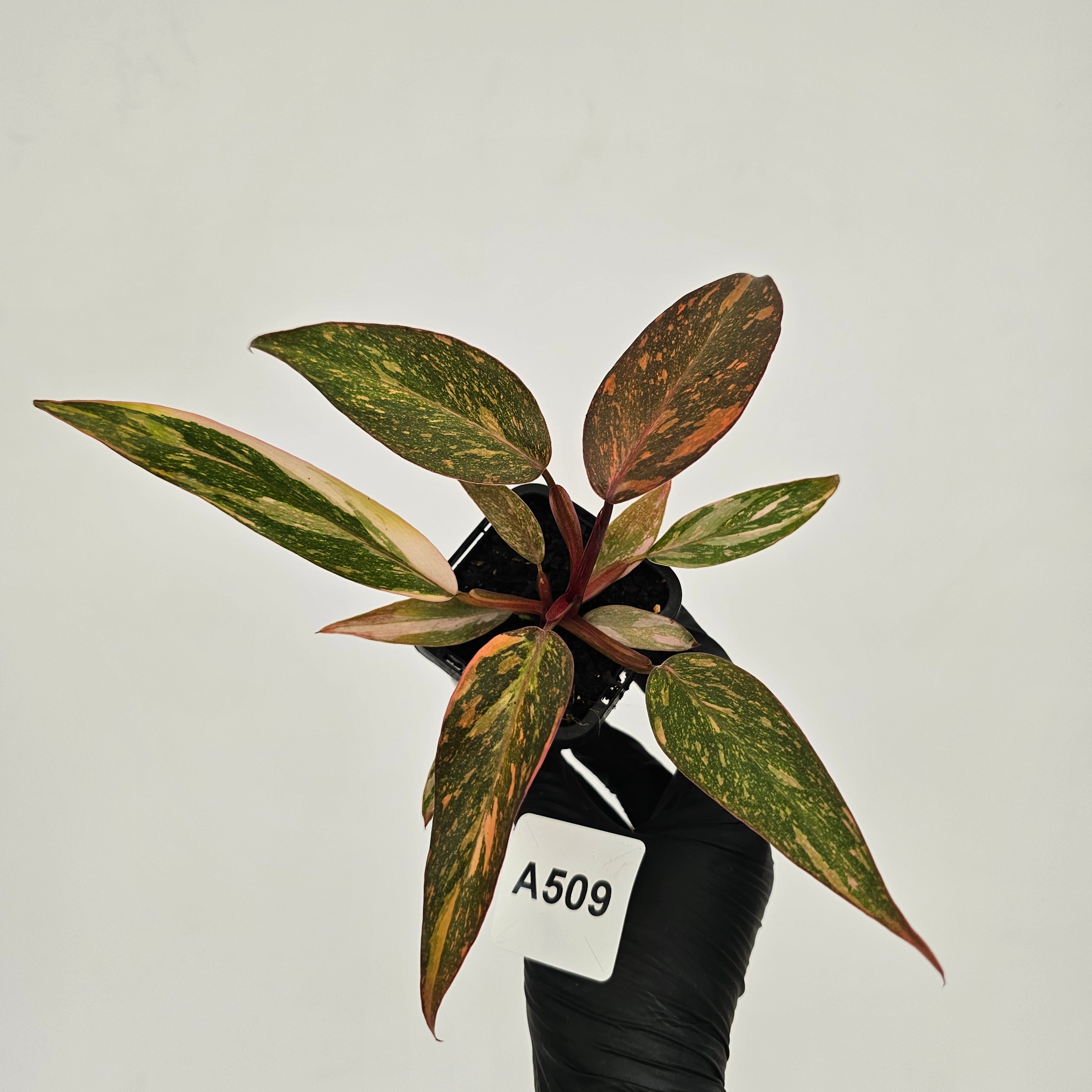 Philodendron 'Orange Princess'