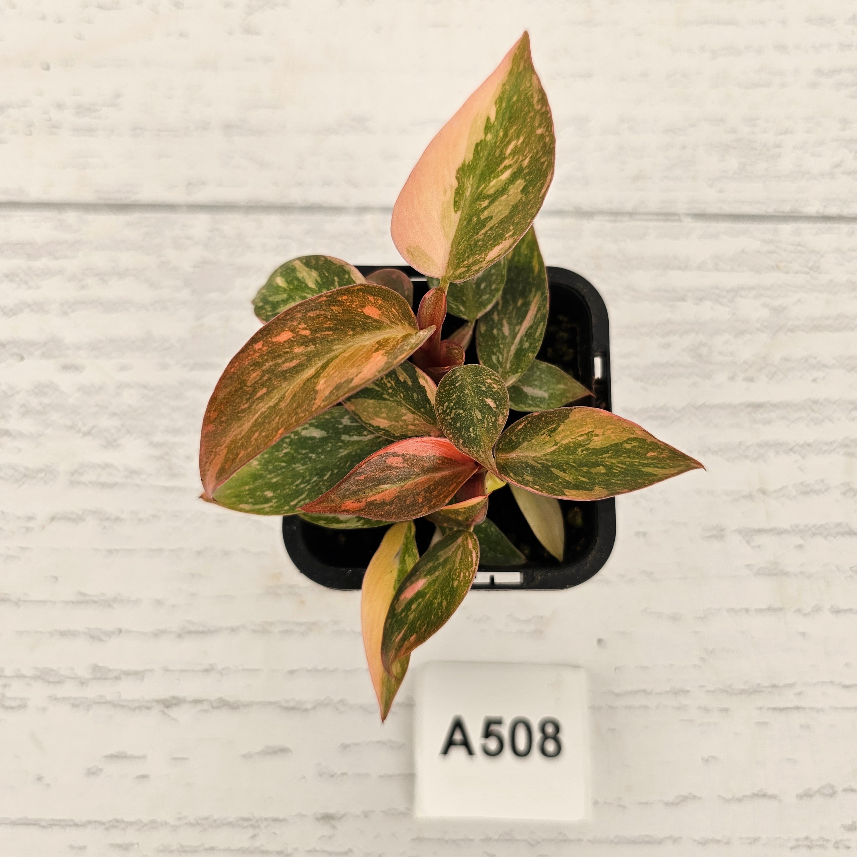 Philodendron 'Orange Princess'