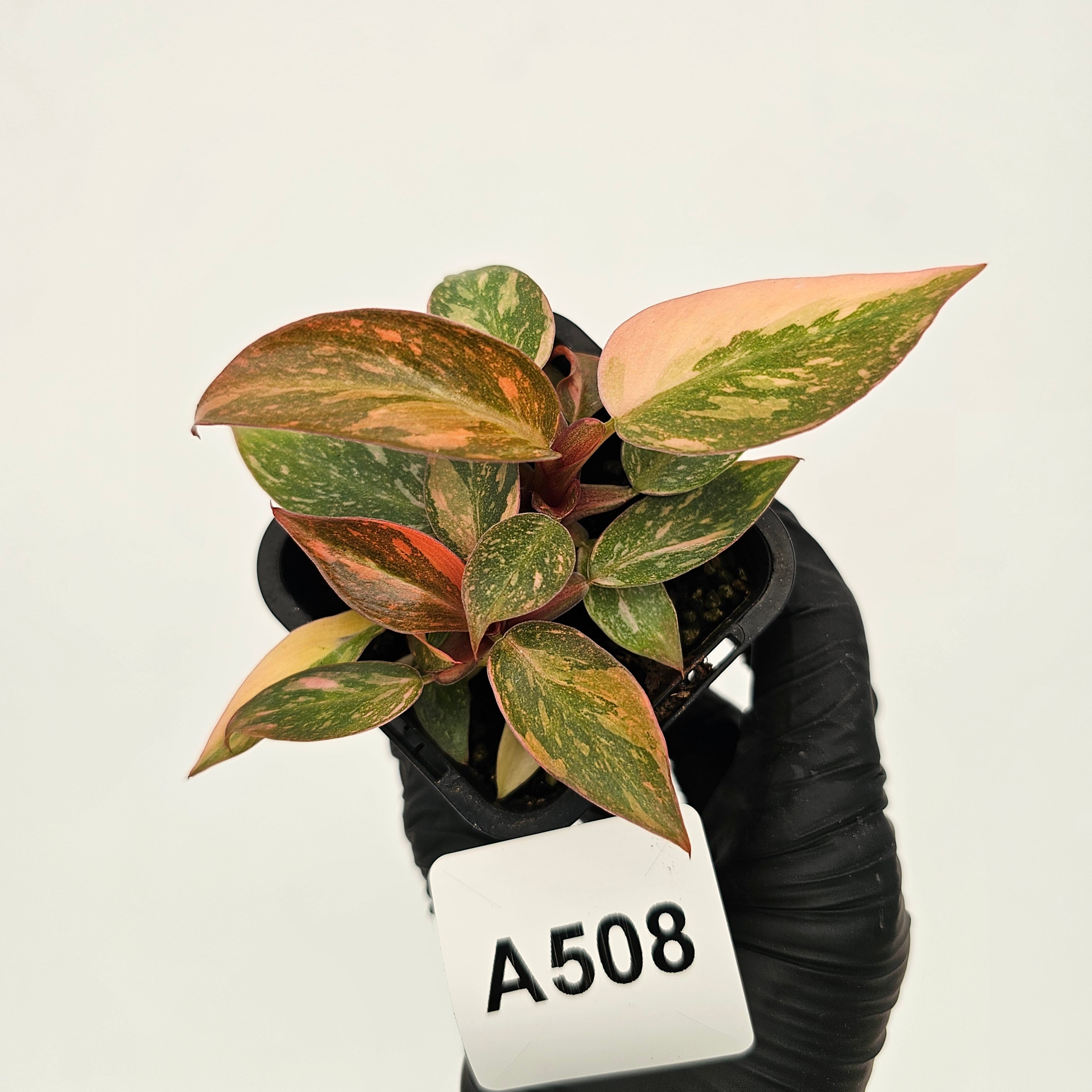 Philodendron 'Orange Princess'