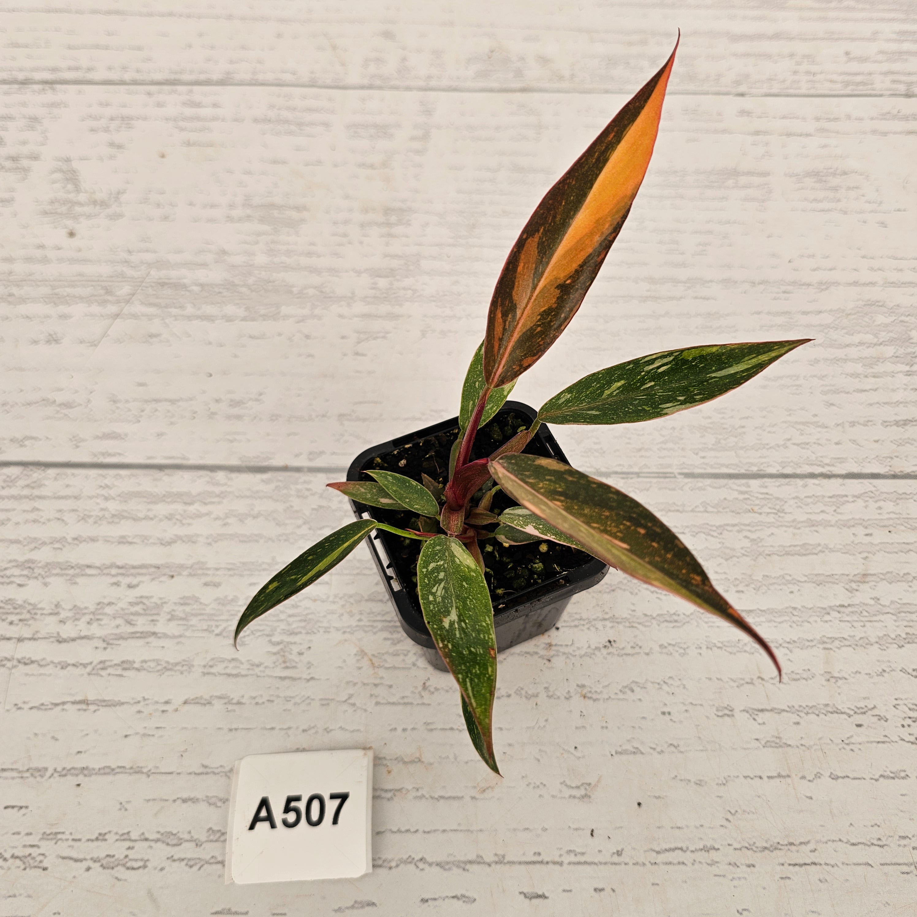 Philodendron 'Orange Princess'