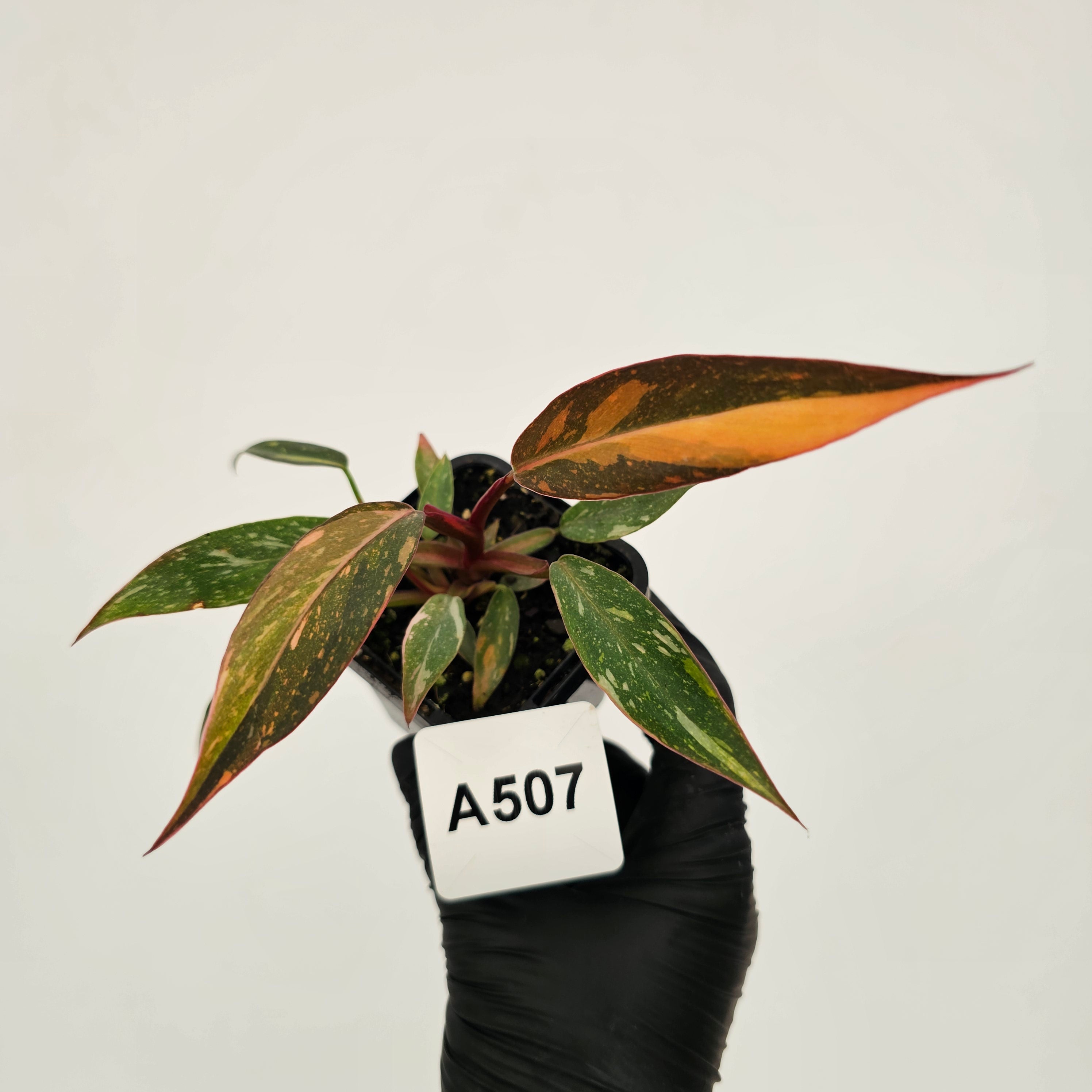 Philodendron 'Orange Princess'