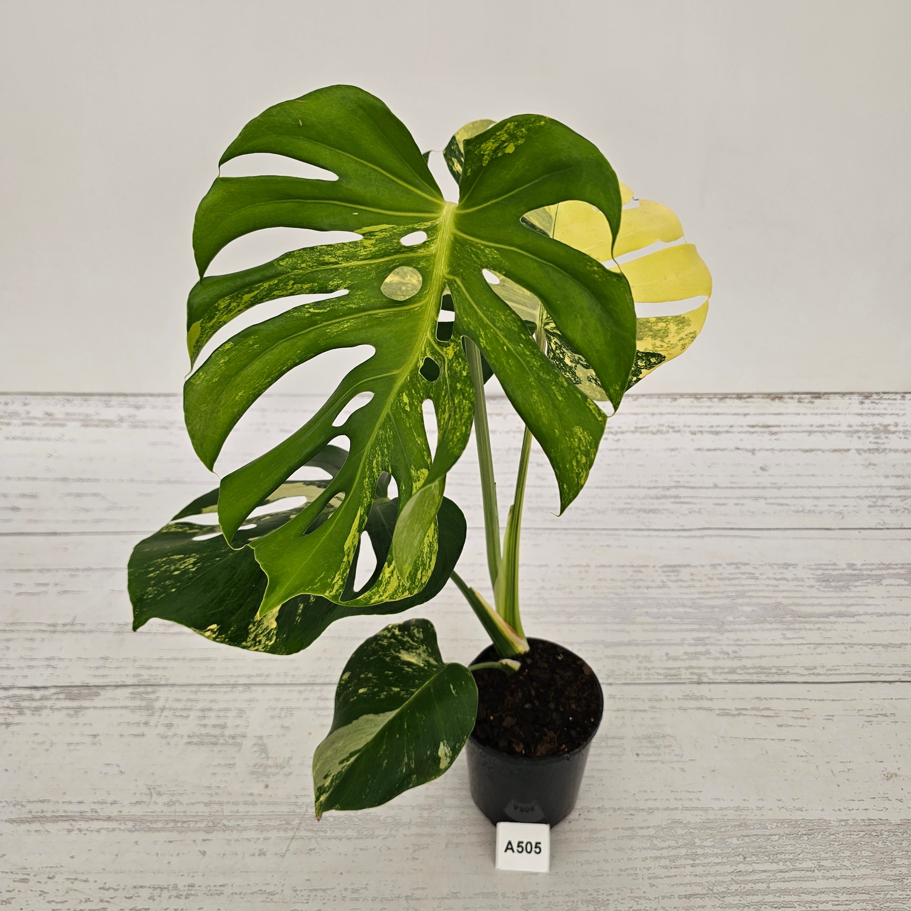 Monstera deliciosa Variegata