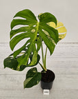 Monstera deliciosa Variegata