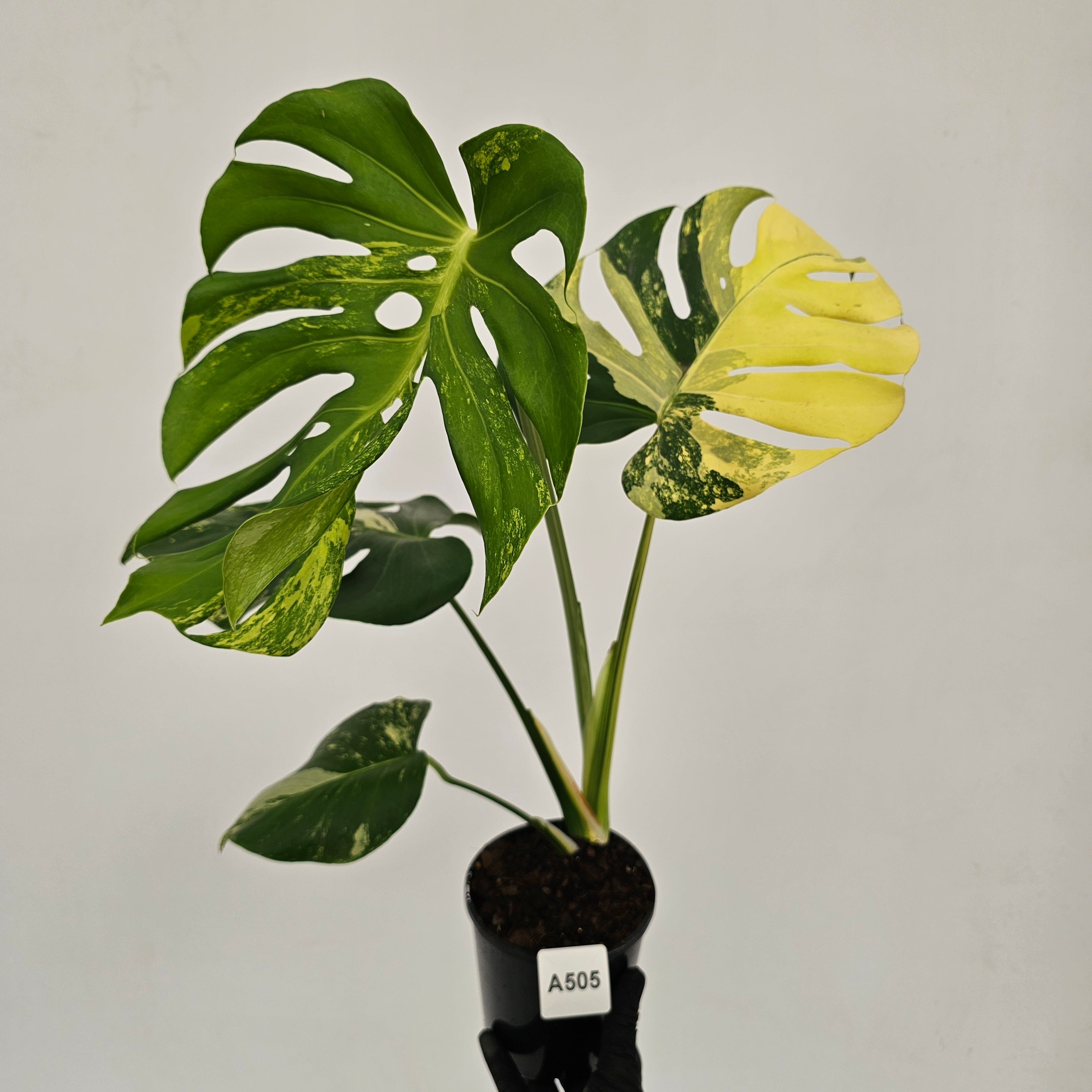 Monstera deliciosa Variegata