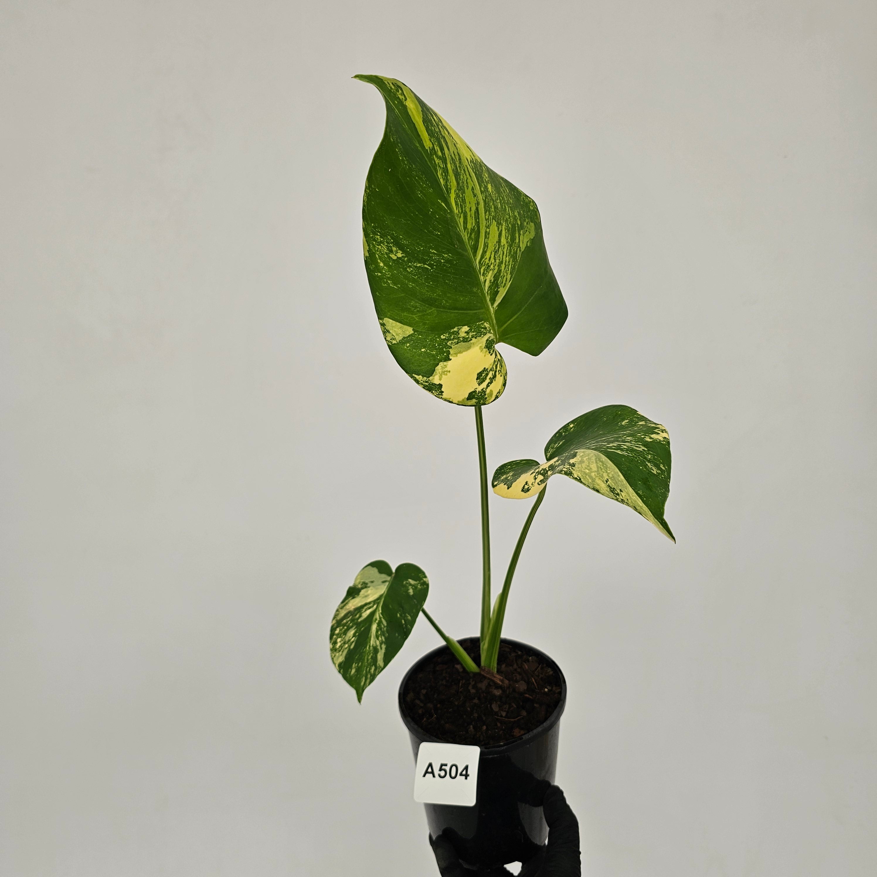 Monstera deliciosa Variegata