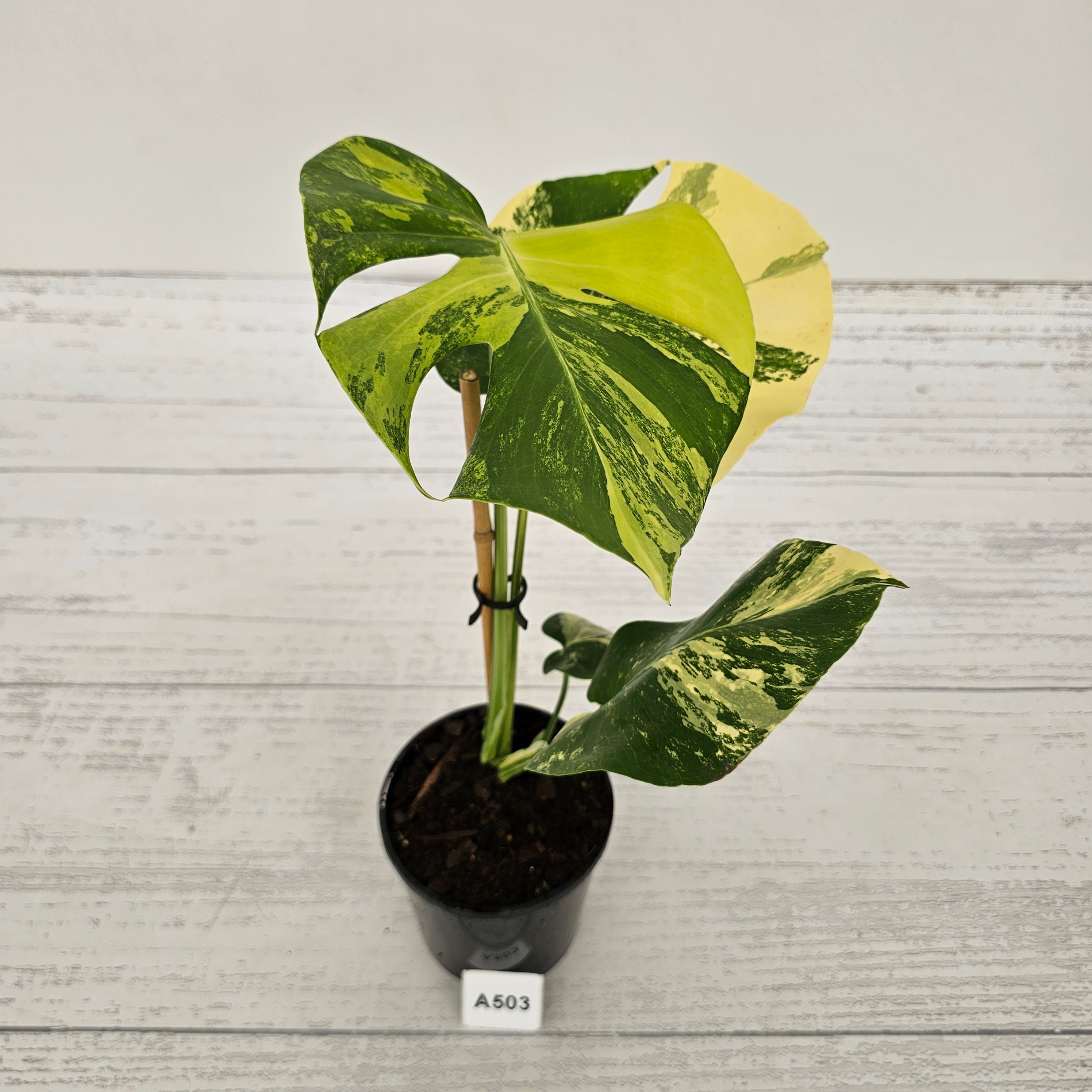 Monstera deliciosa Variegata