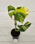 Monstera deliciosa Variegata