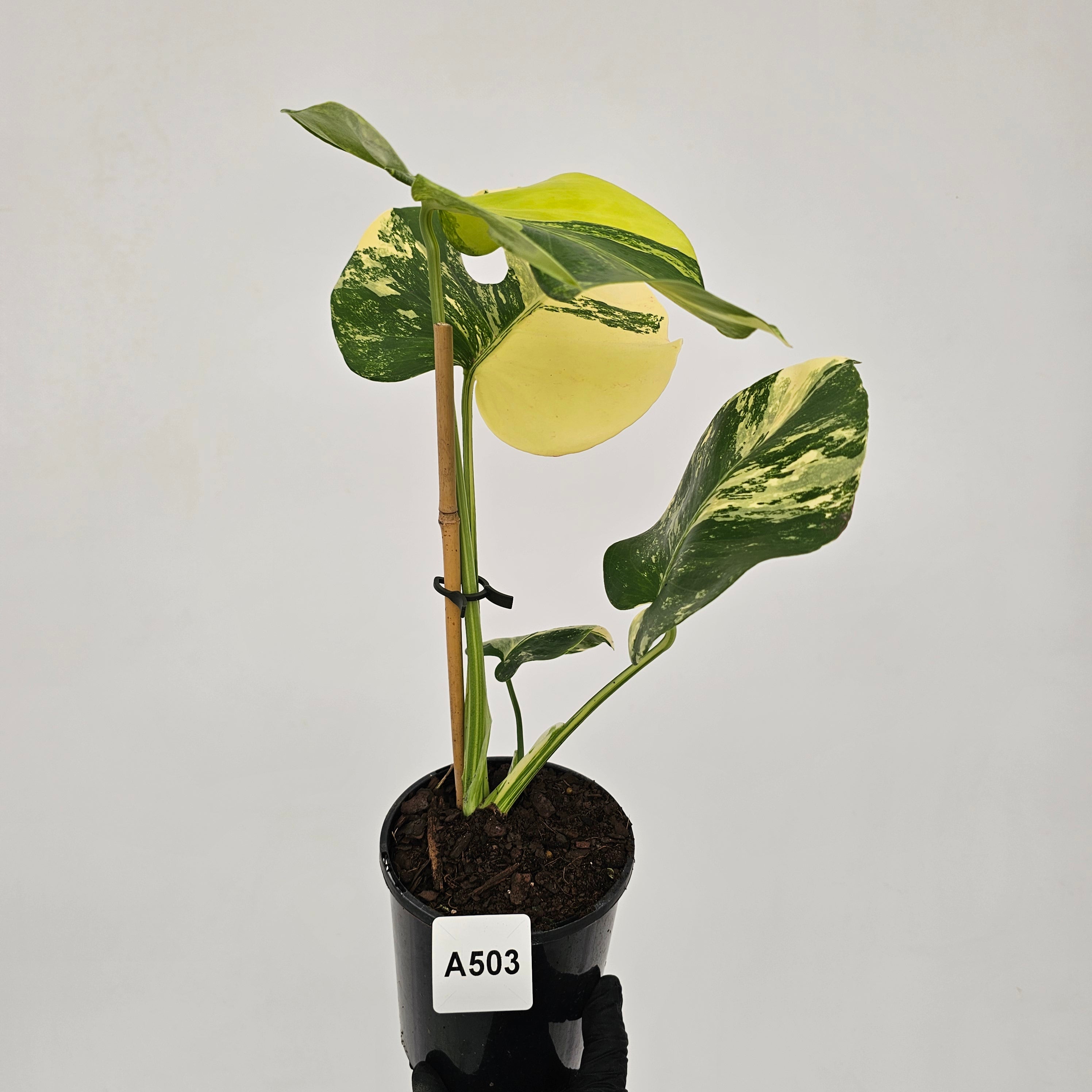 Monstera deliciosa Variegata