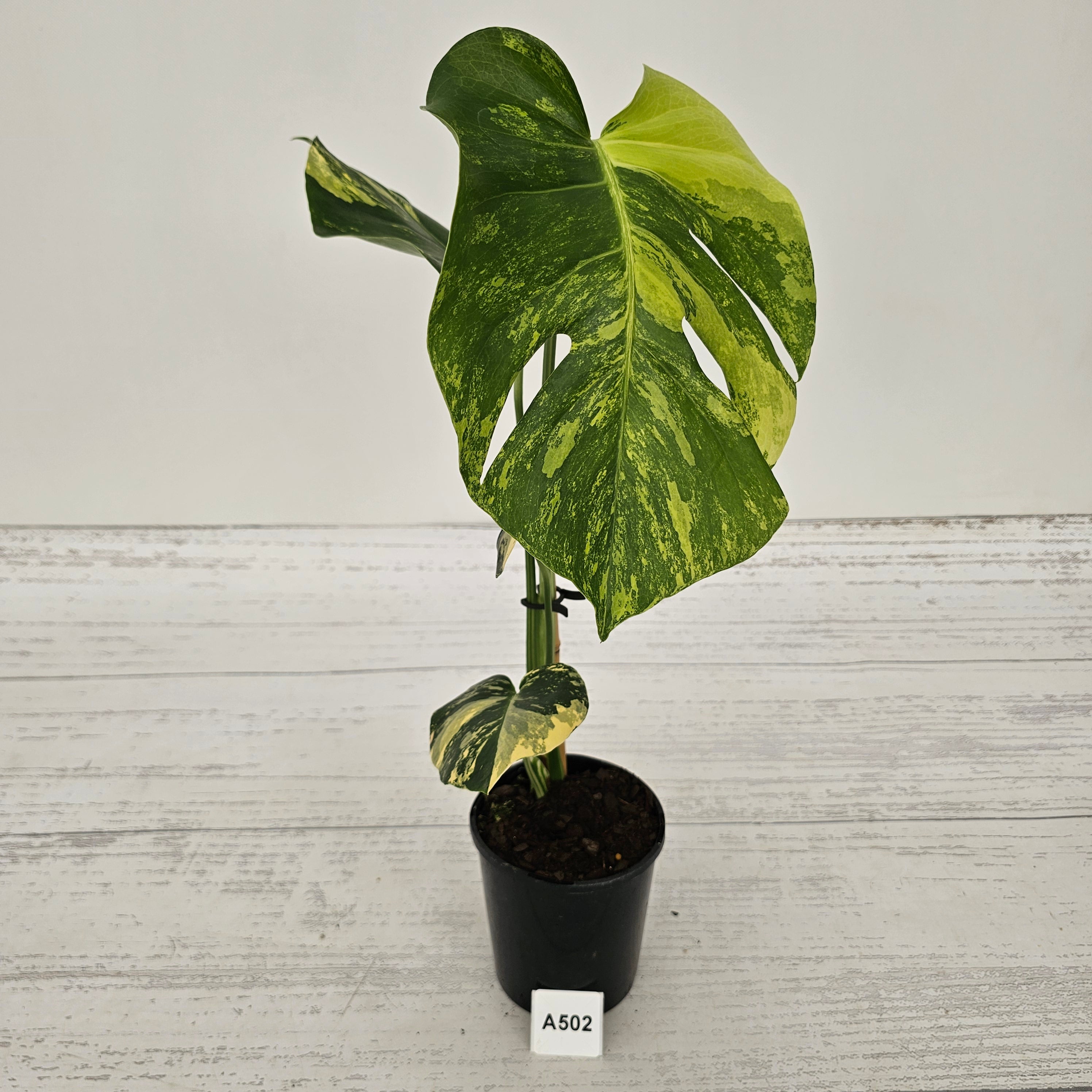 Monstera deliciosa Variegata