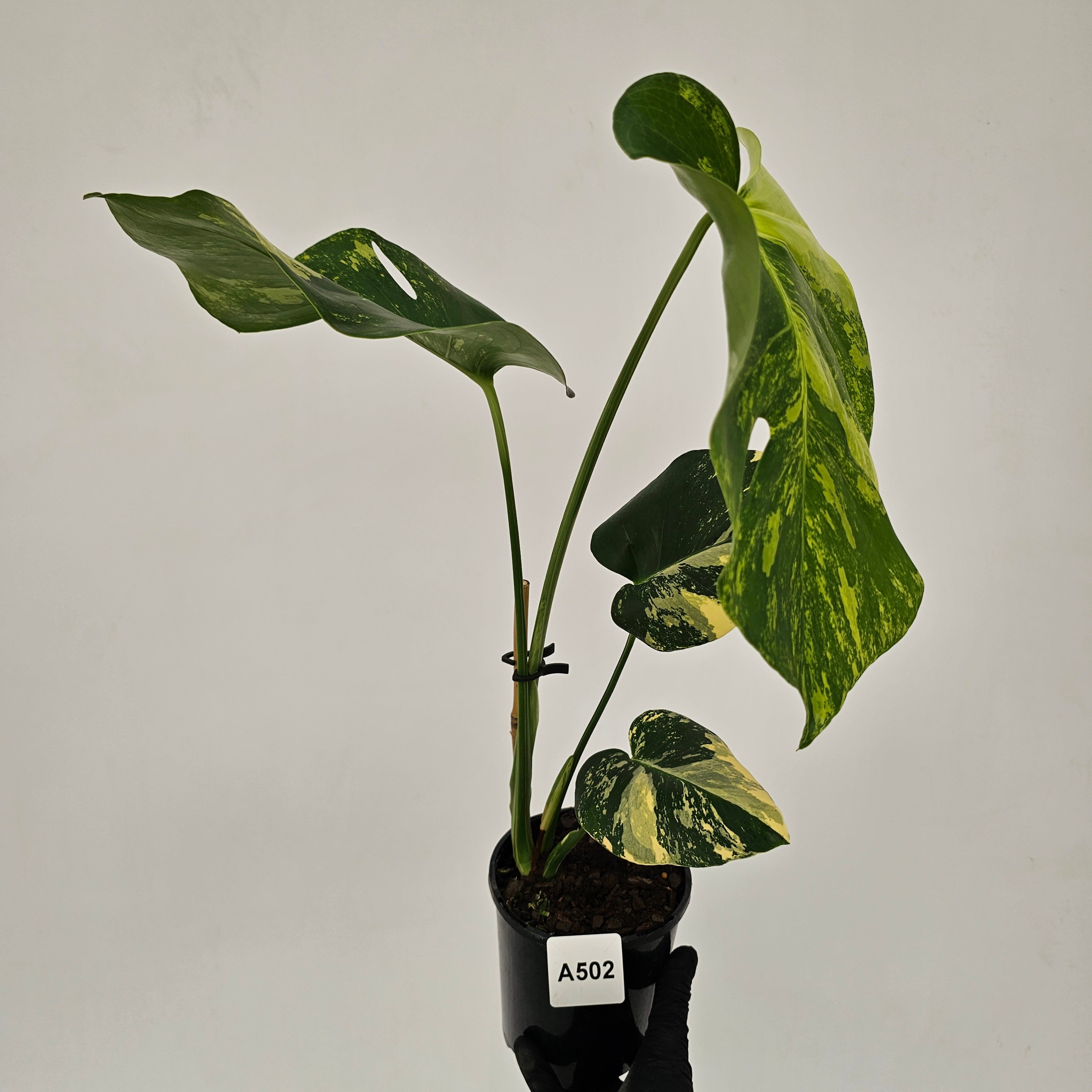 Monstera deliciosa Variegata