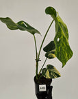 Monstera deliciosa Variegata
