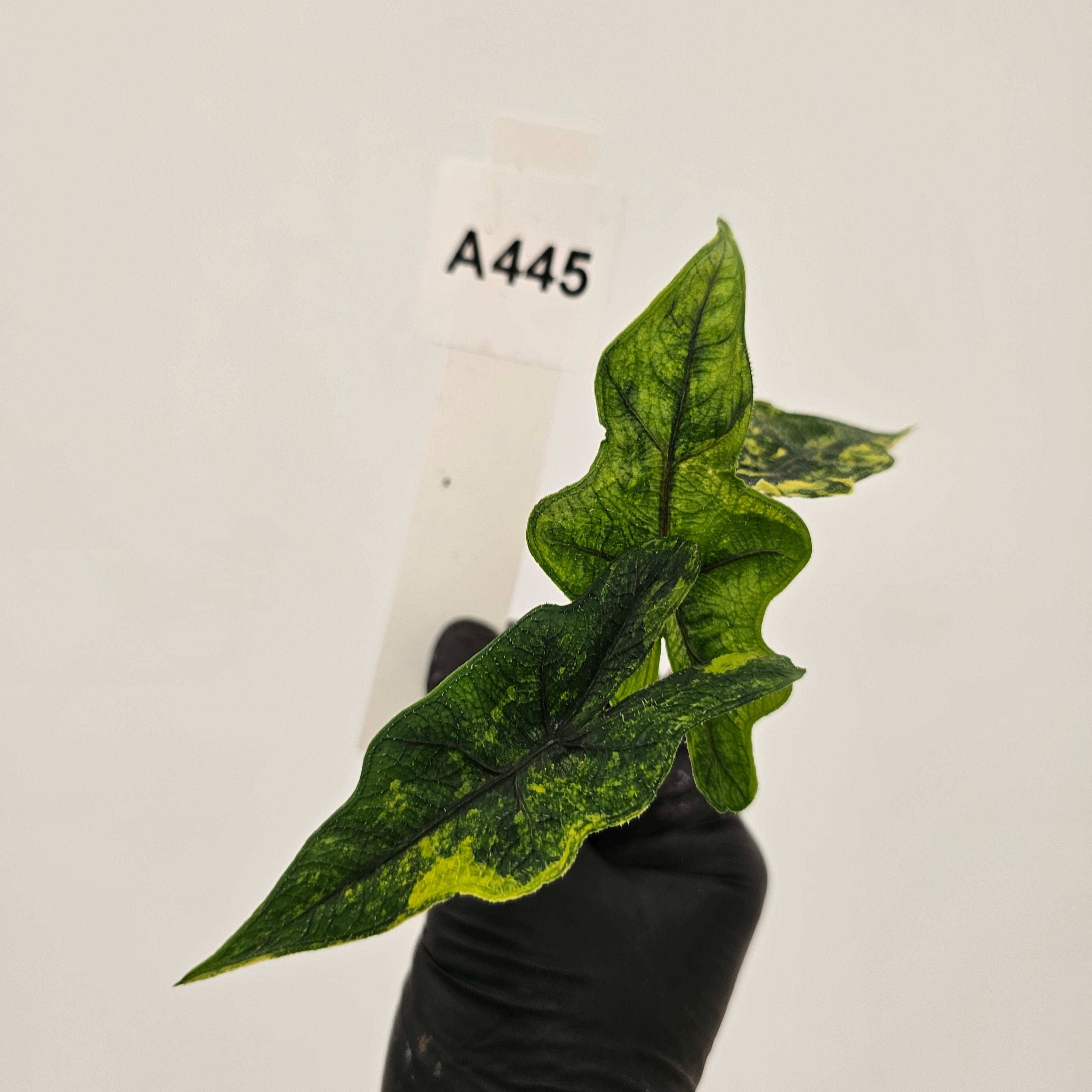 Alocasia tandurusa Jacklyn Variegata - Bare Bottom Baby