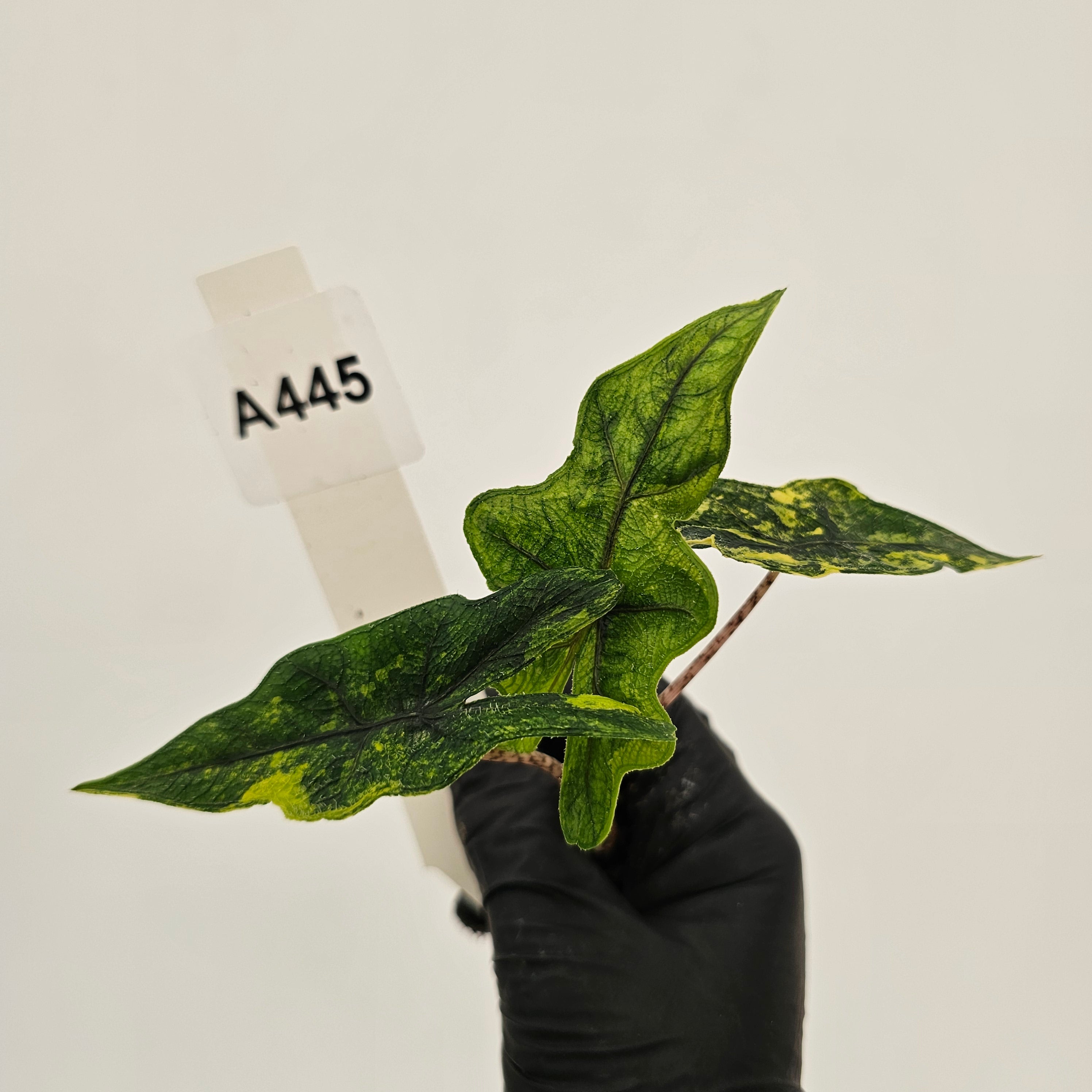 Alocasia tandurusa Jacklyn Variegata - Bare Bottom Baby