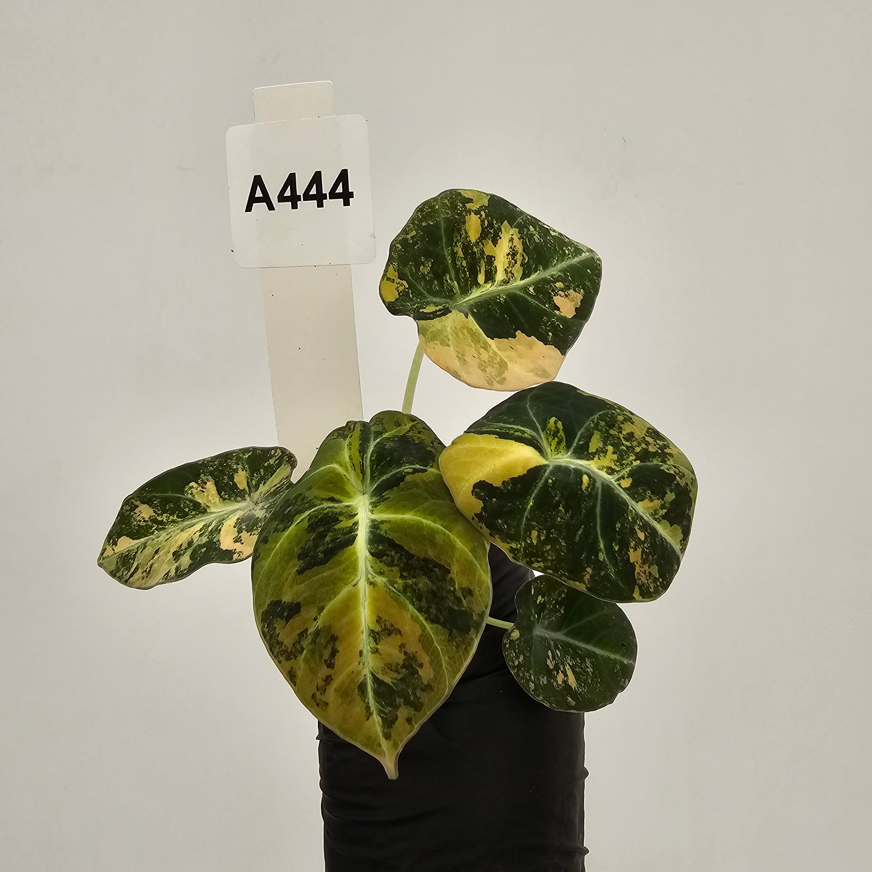 Alocasia reginula 'Black Velvet variegata'- Bare Bottom Baby