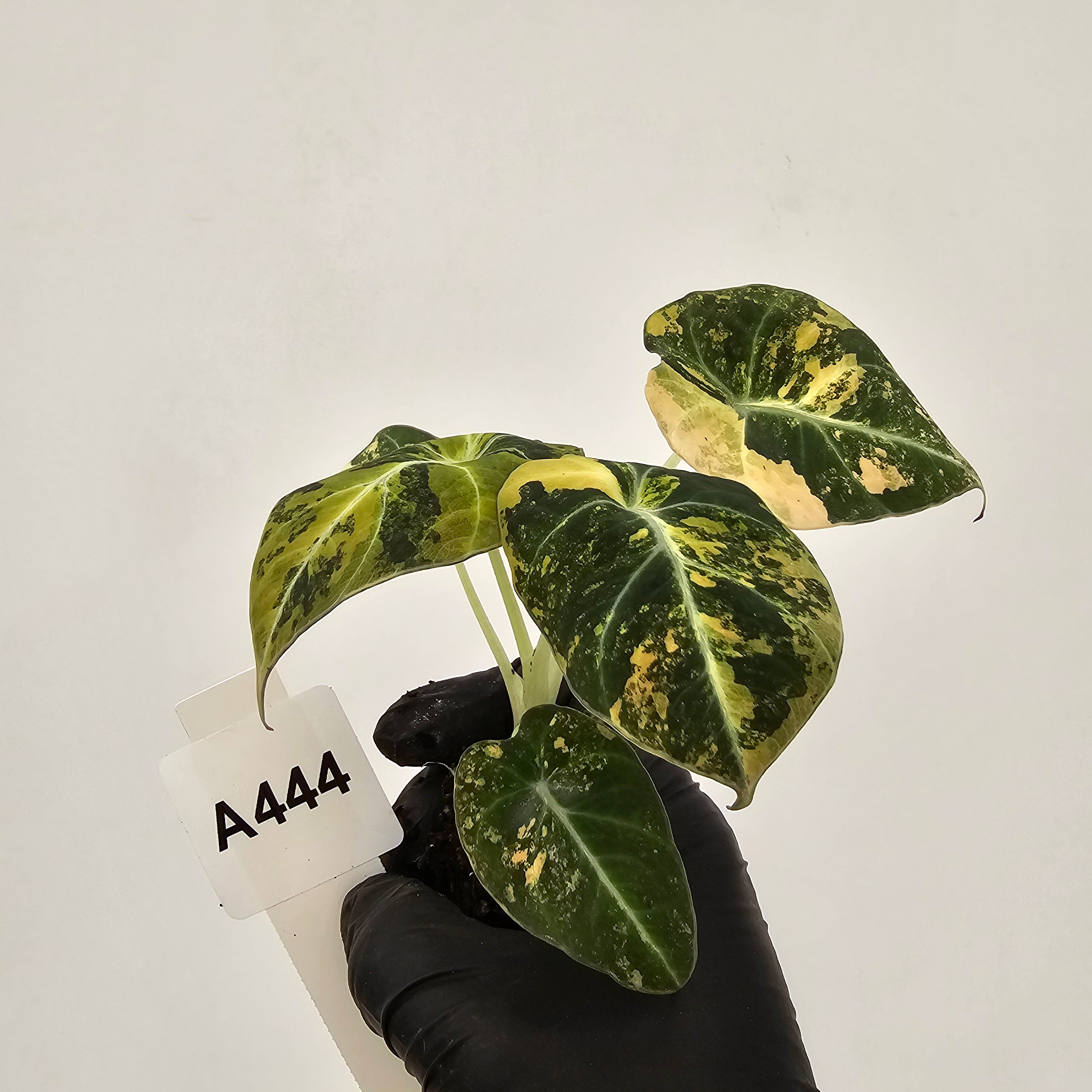 Alocasia reginula 'Black Velvet variegata'- Bare Bottom Baby