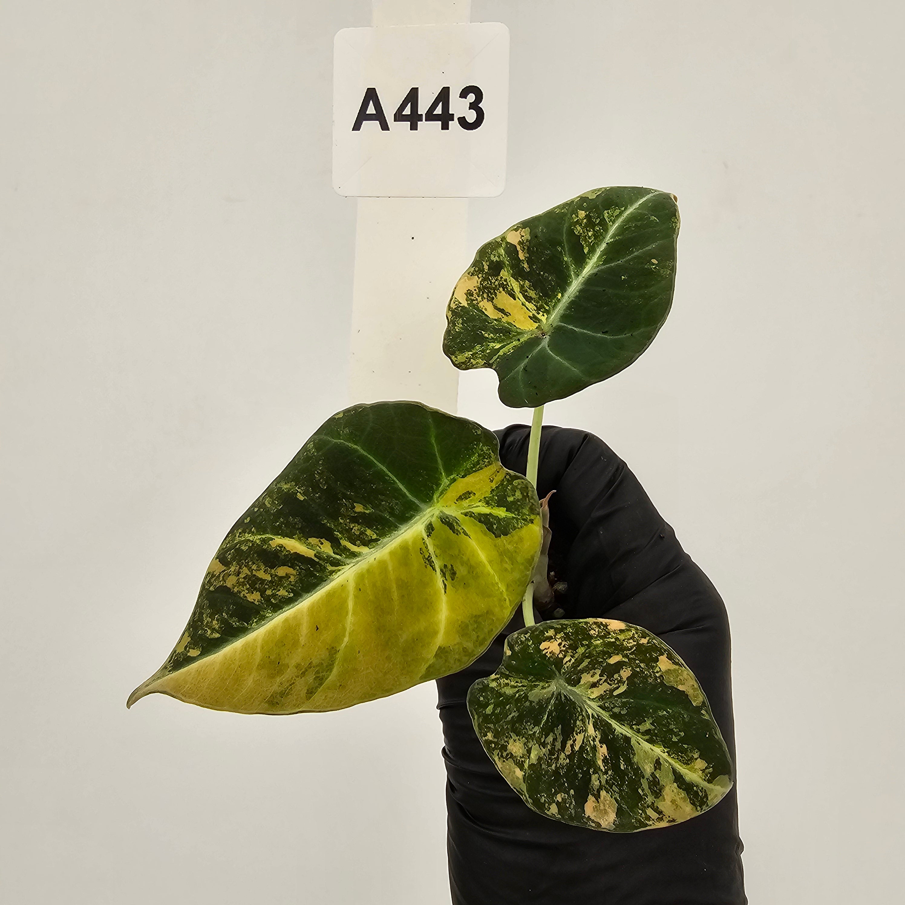 Alocasia reginula 'Black Velvet variegata'- Bare Bottom Baby